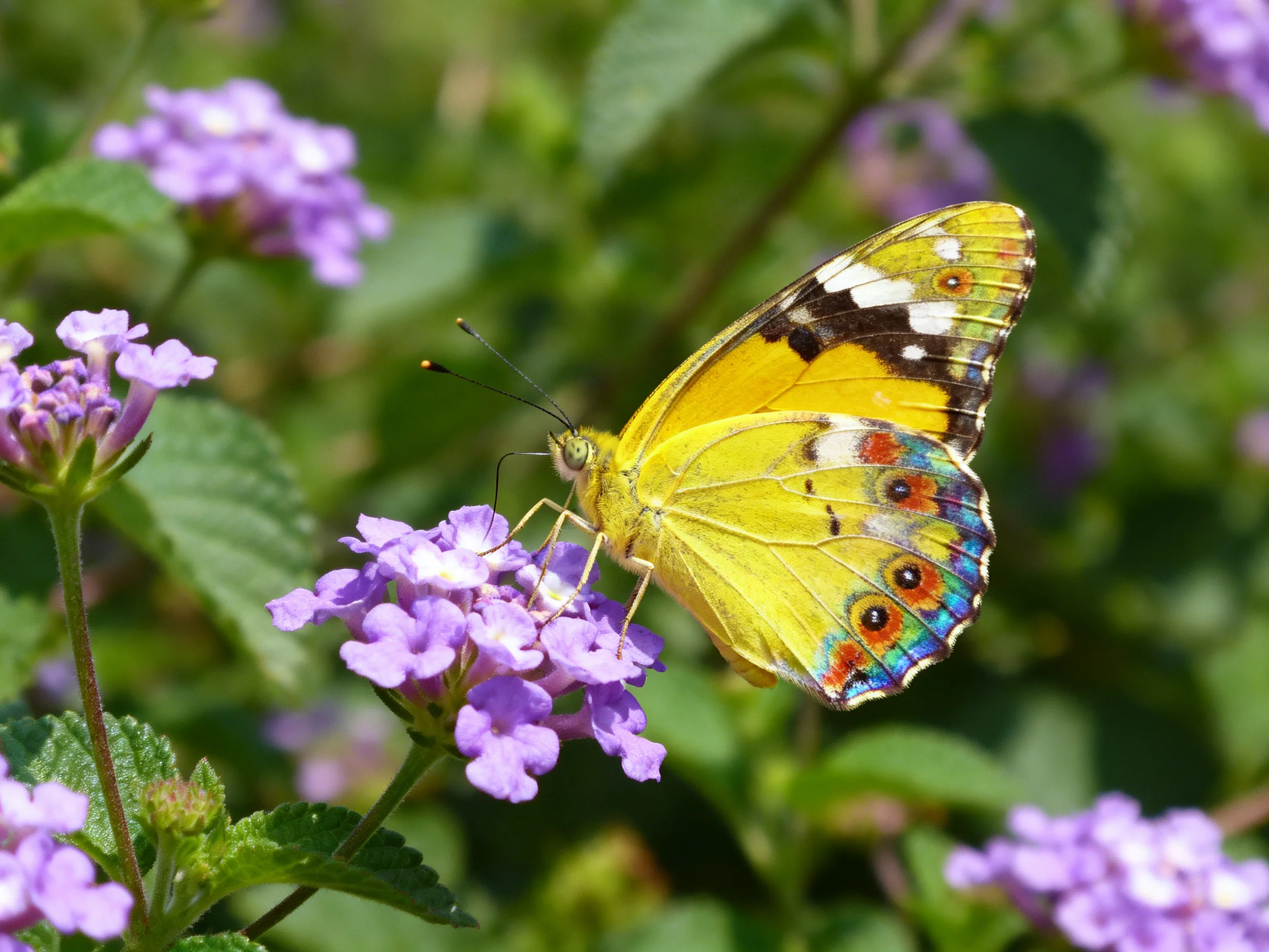 A vibrant yellow butterfly perched on purple blooms amid lush greenery