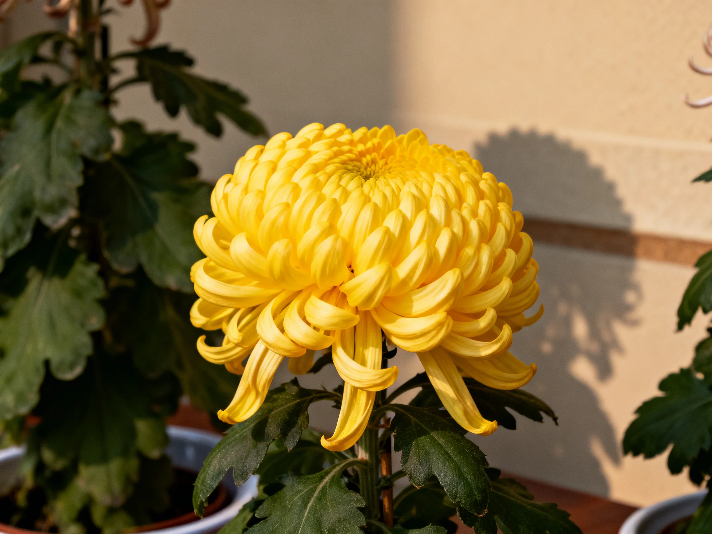 A vibrant yellow chrysanthemum blooms among green potted plants