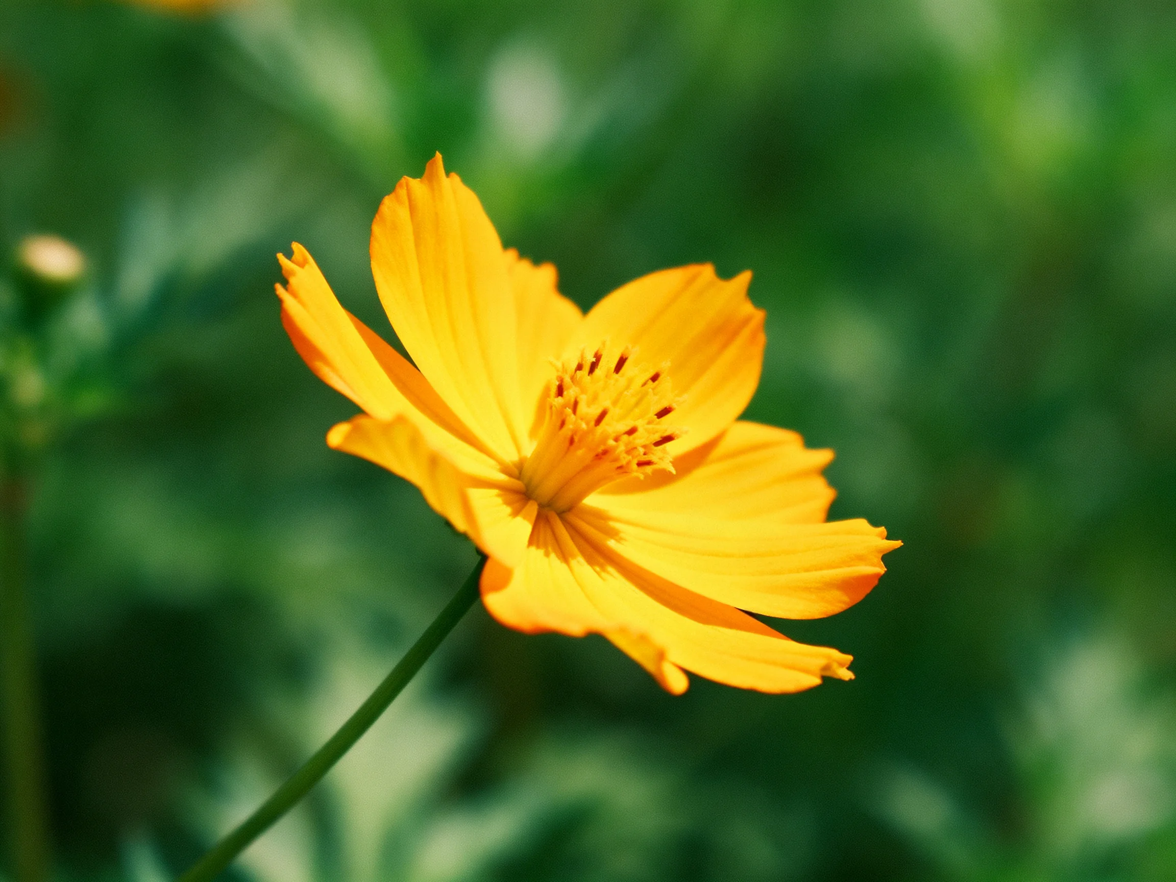 A vibrant yellow cosmos flower against a blurred green backdrop