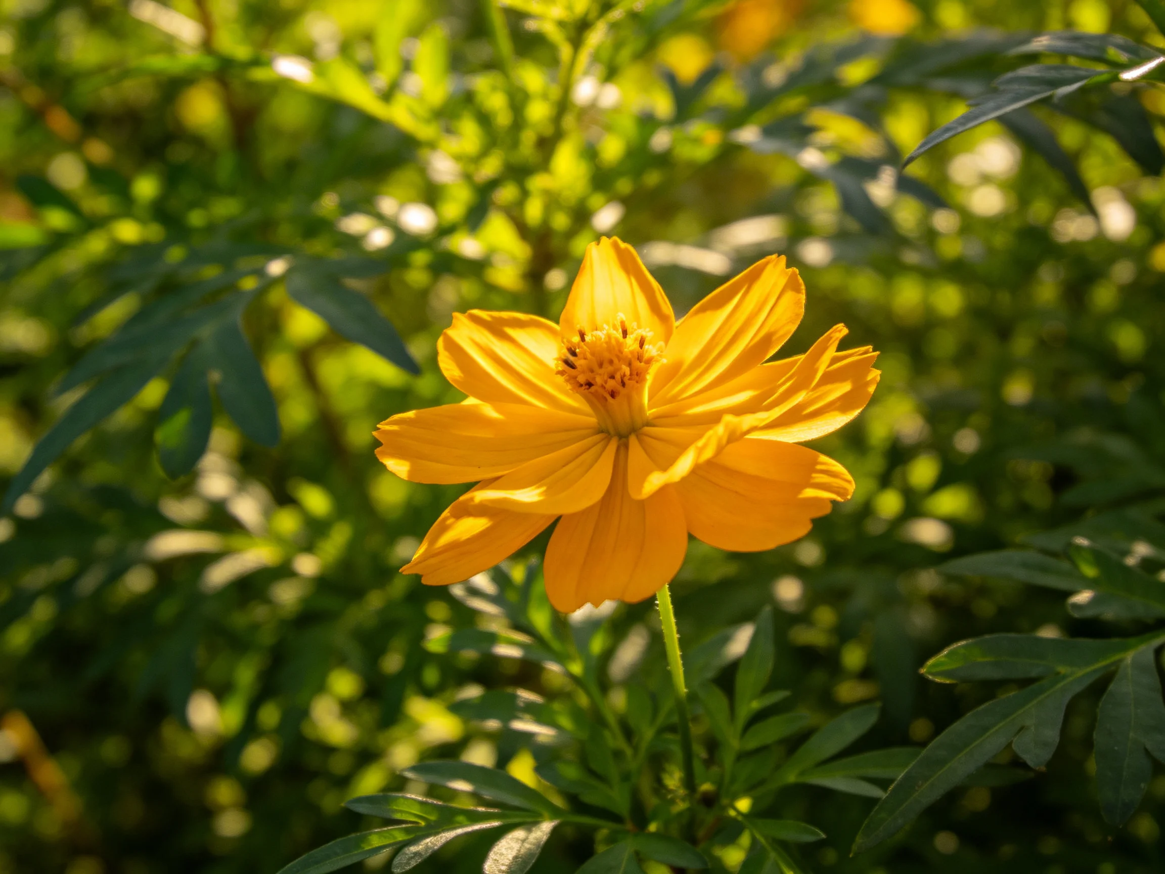 A vibrant yellow cosmos flower amidst lush green foliage