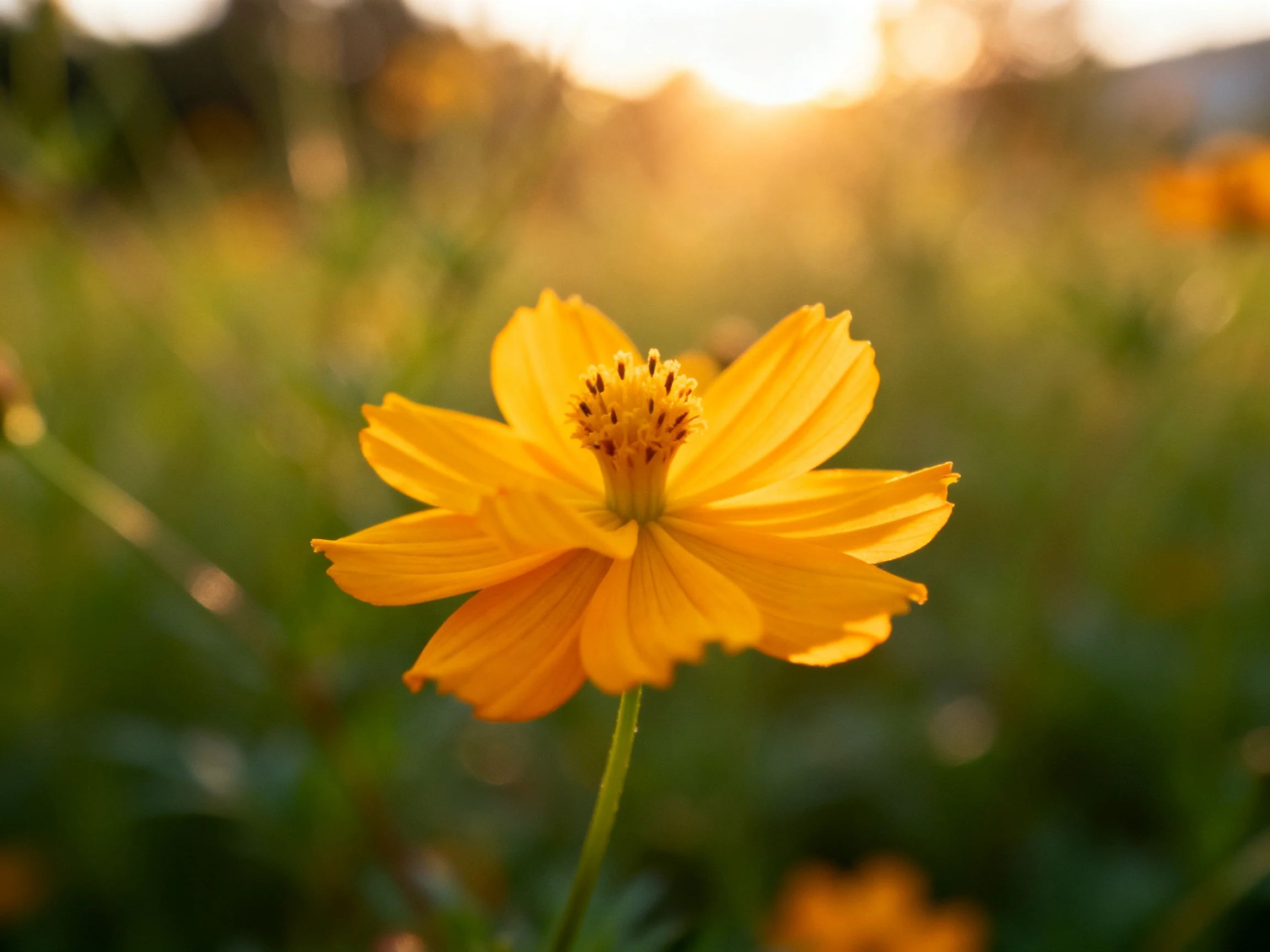 A vibrant yellow cosmos flower centered against a blurred green meadow