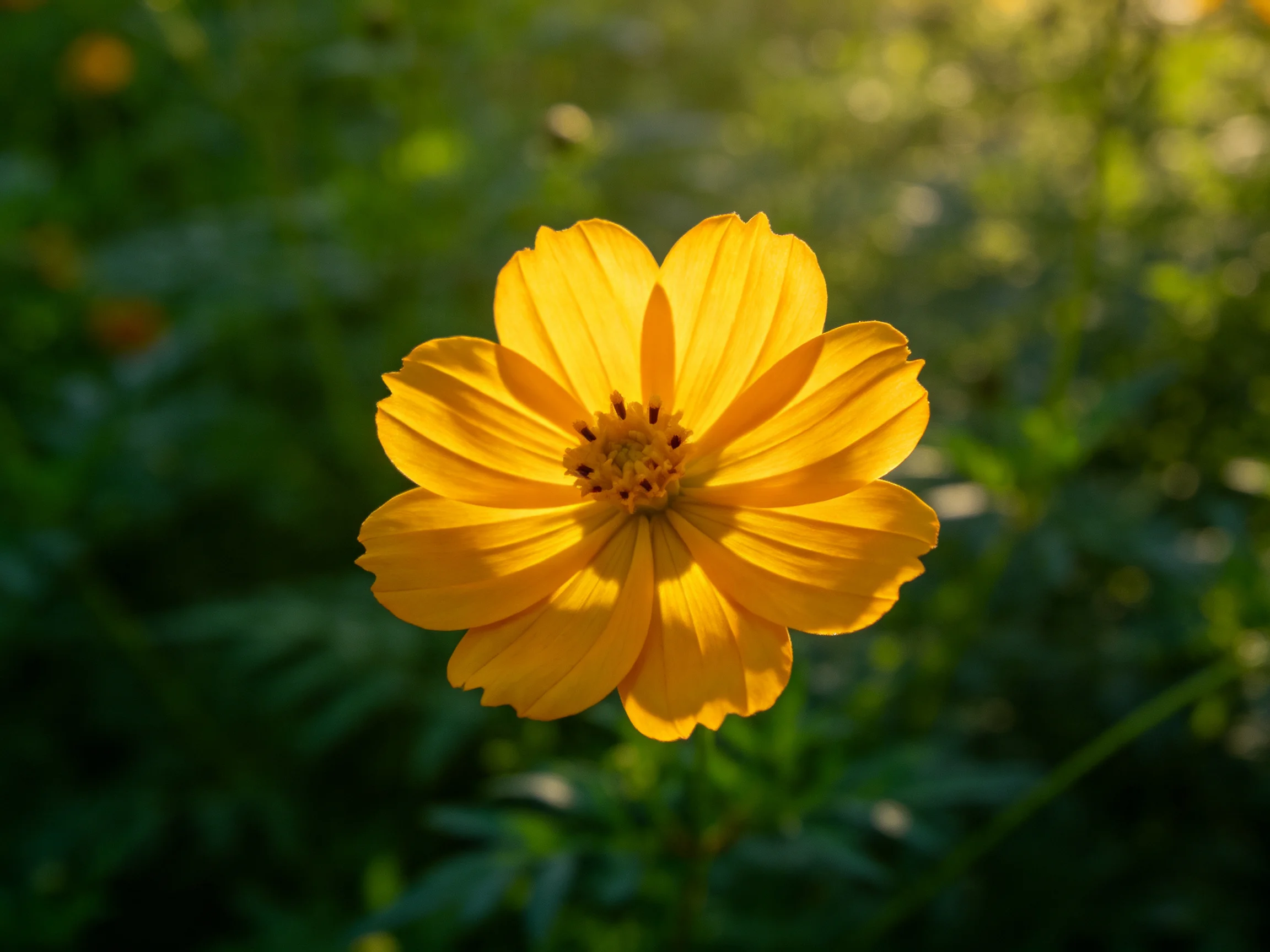 A vibrant yellow cosmos flower centered against lush green foliage