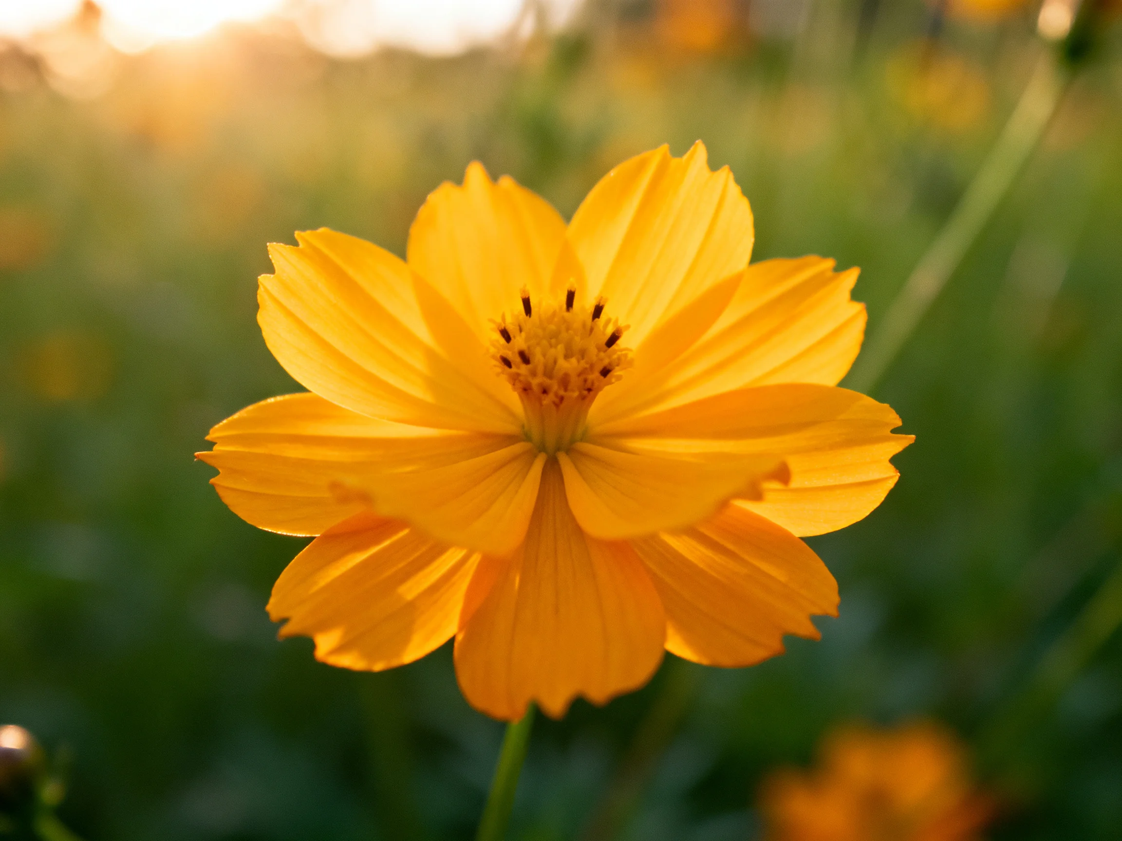 A vibrant yellow cosmos flower centered in a sunlit meadow