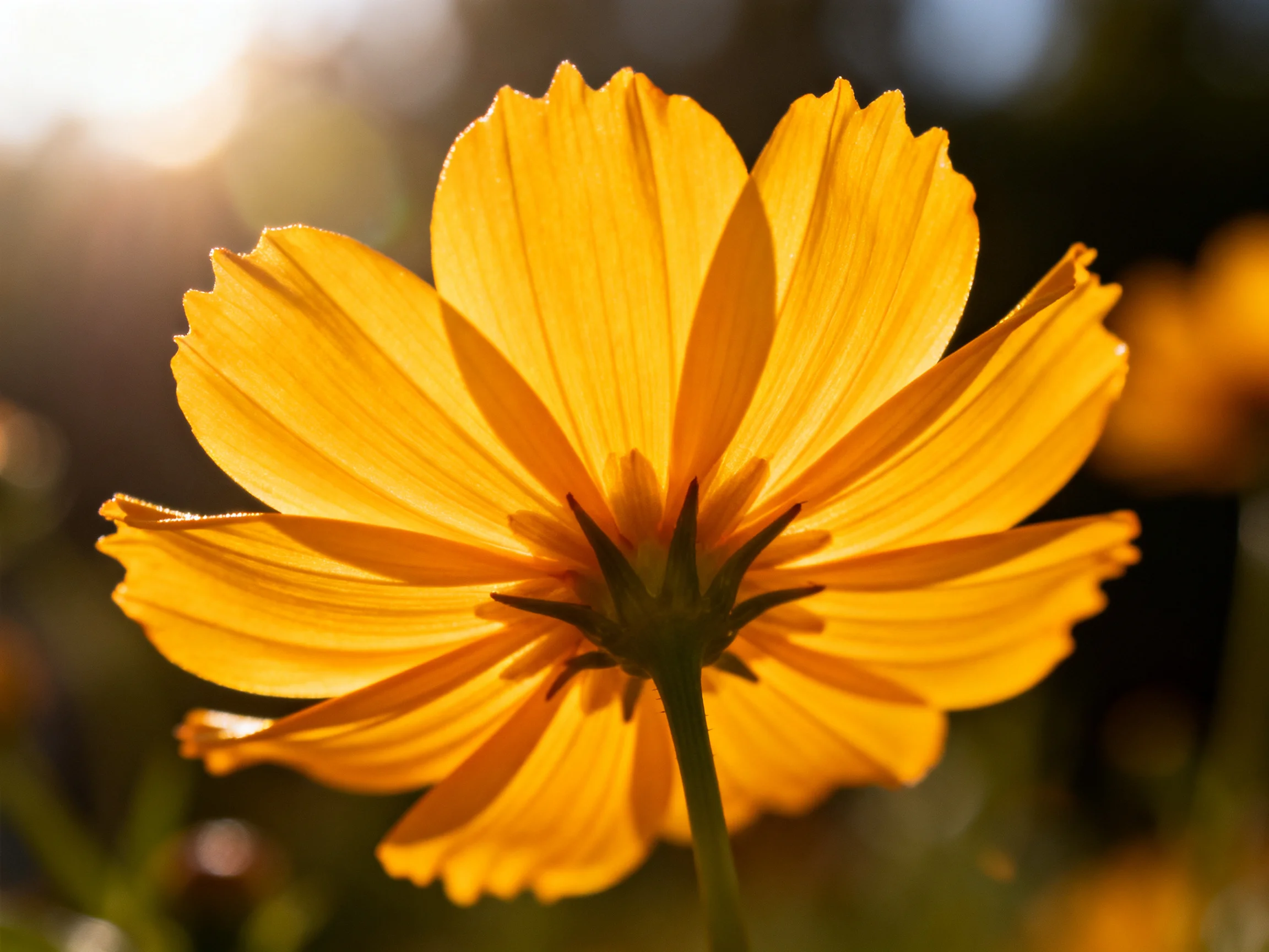 A vibrant yellow cosmos flower illuminated by warm sunlight