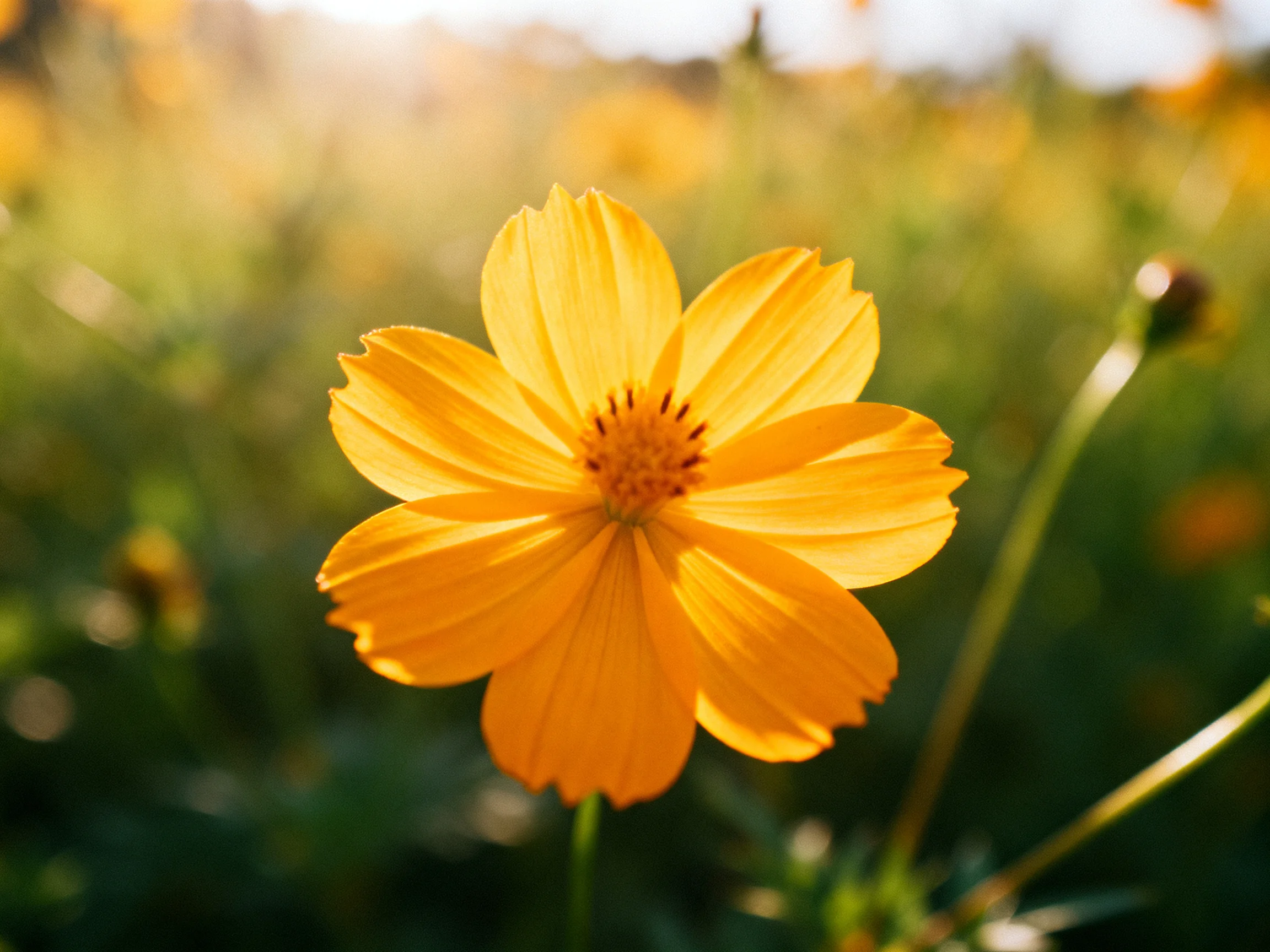 A vibrant yellow cosmos flower stands out against a blurred green meadow