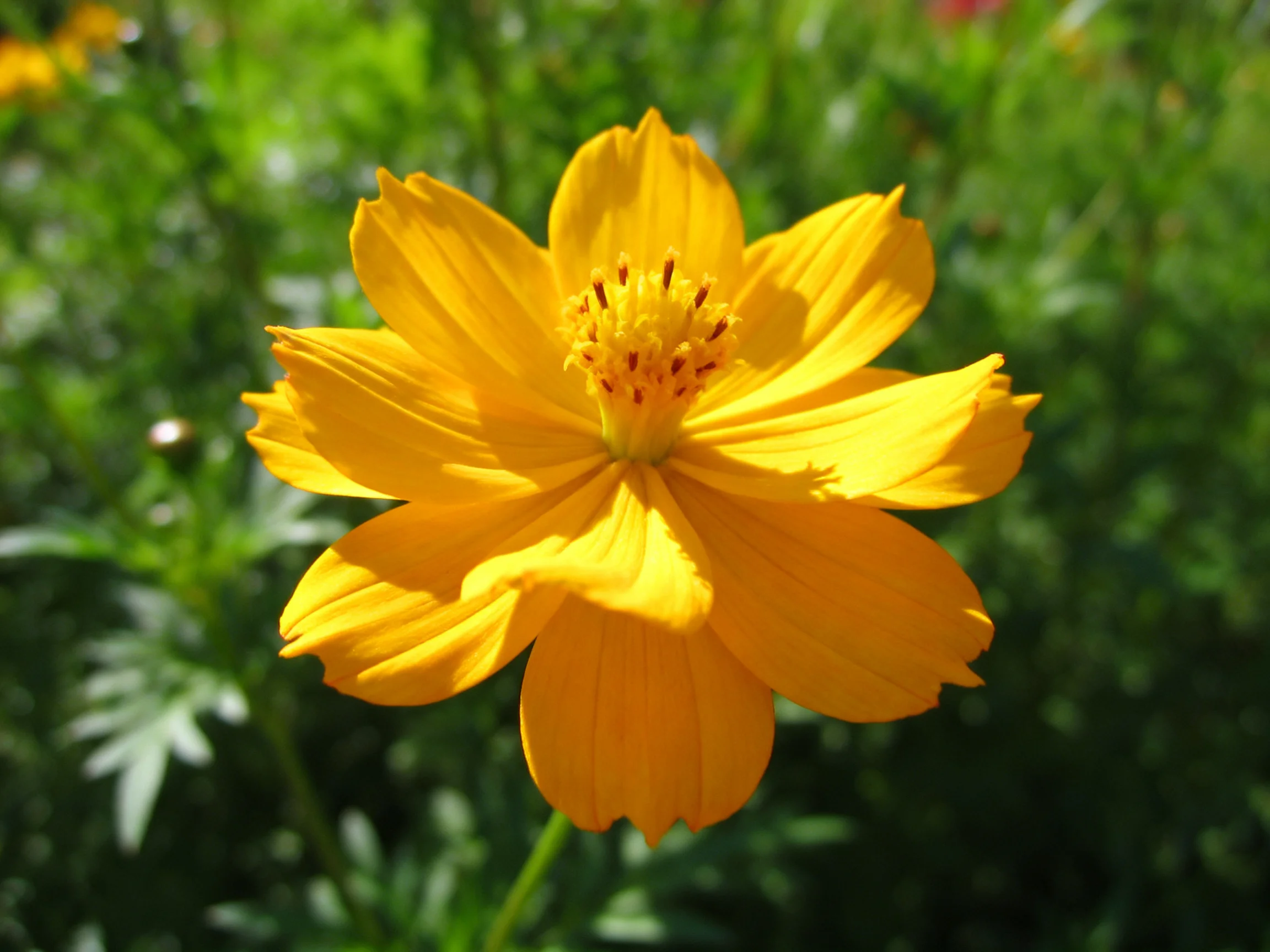 A vibrant yellow cosmos flower stands out against lush green foliage