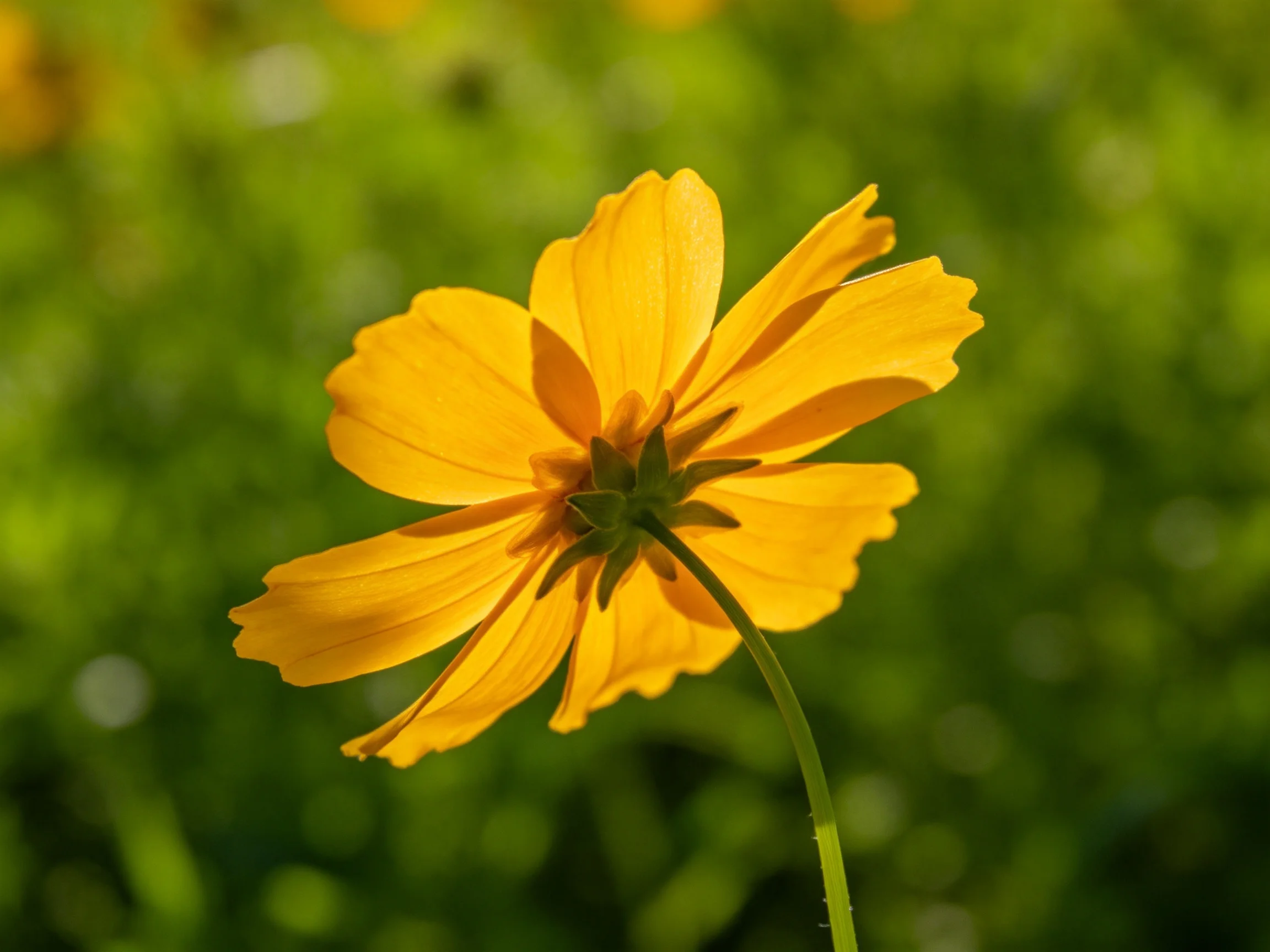 A vibrant yellow cosmos flower with blurred green foliage backdrop