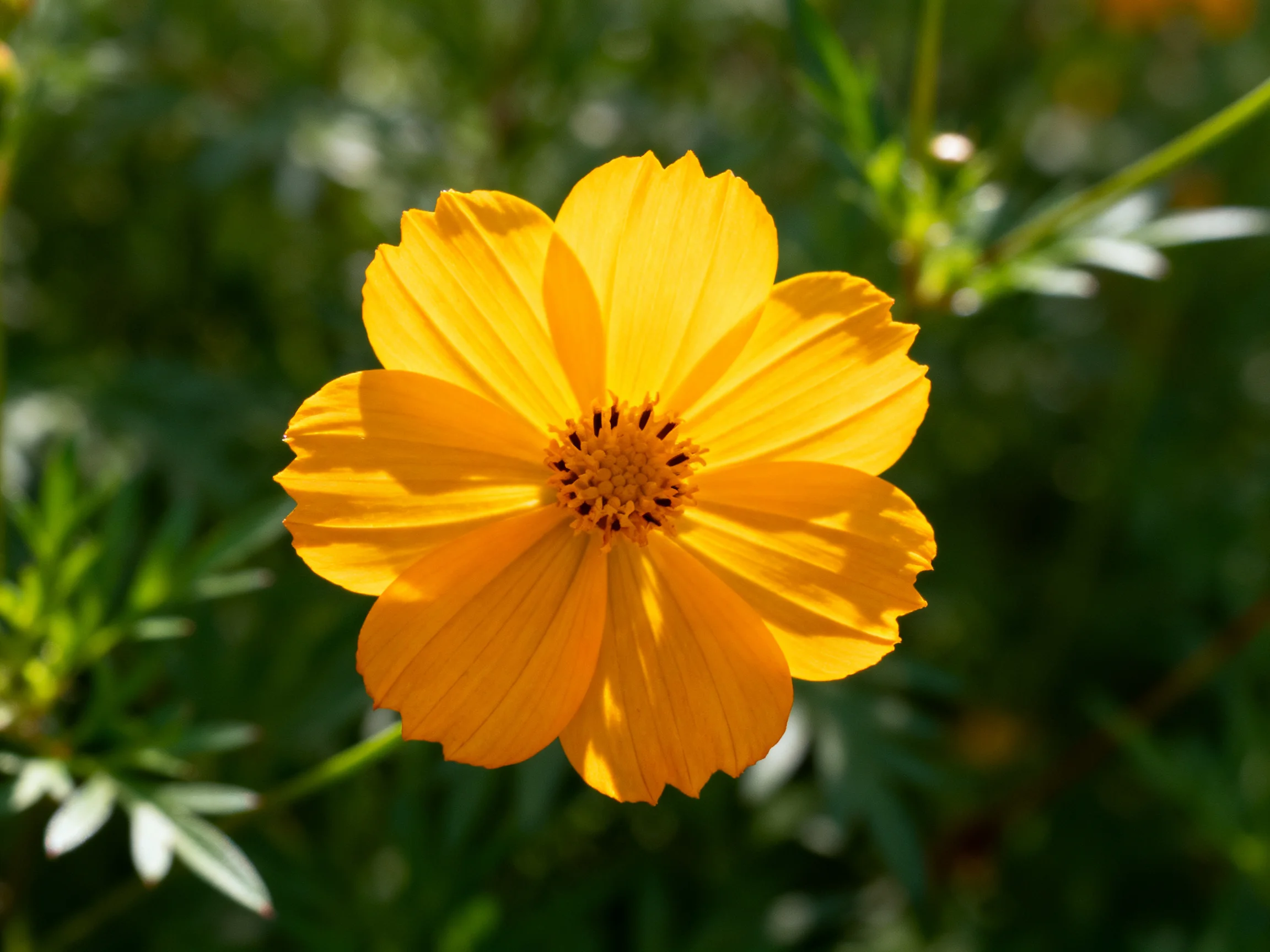 A vibrant yellow cosmos flower with detailed center, surrounded by blurred greenery
