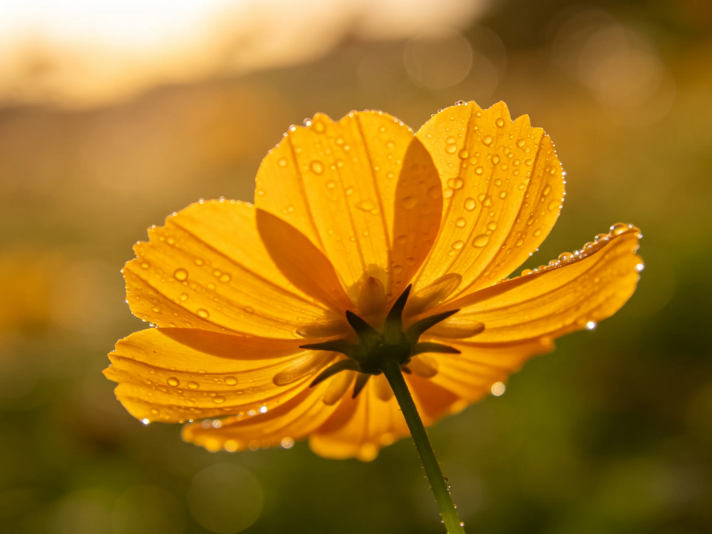 A vibrant yellow cosmos flower with glistening water droplets in warm light