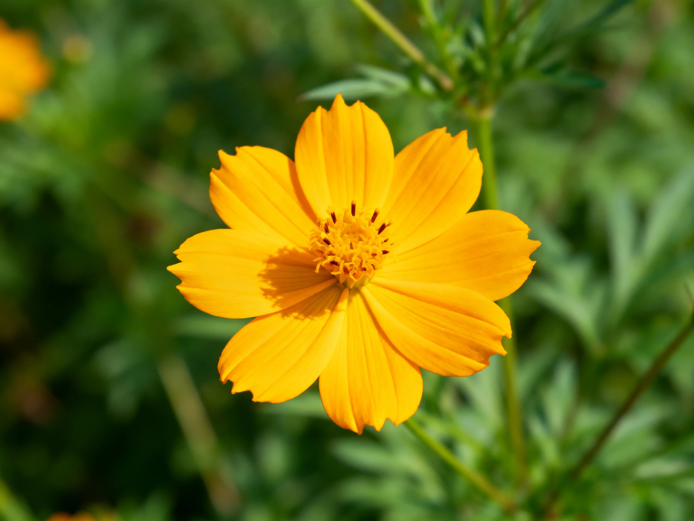 A vibrant yellow cosmos flower with green foliage in the background