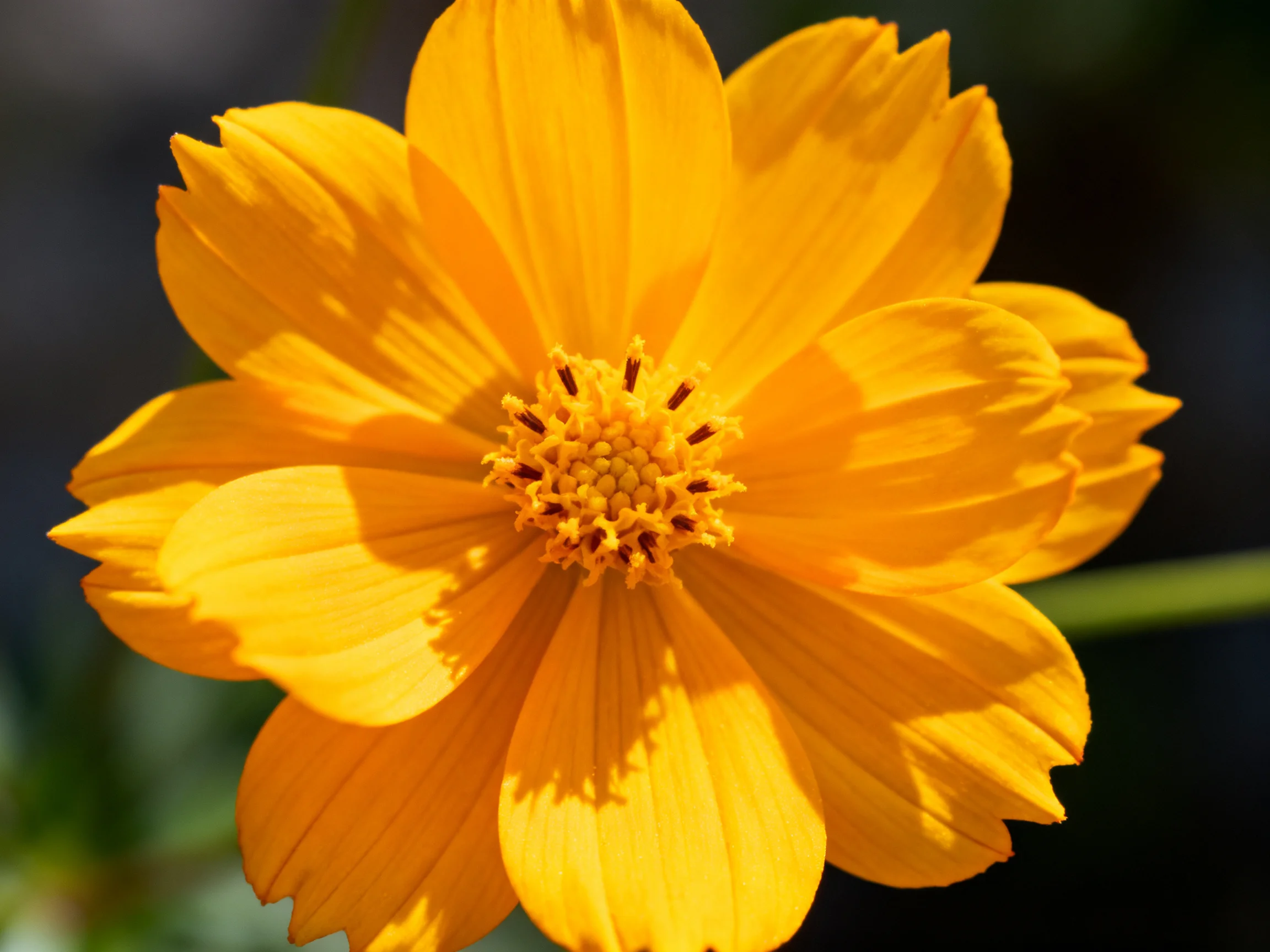 A vibrant yellow cosmos flower with layered petals