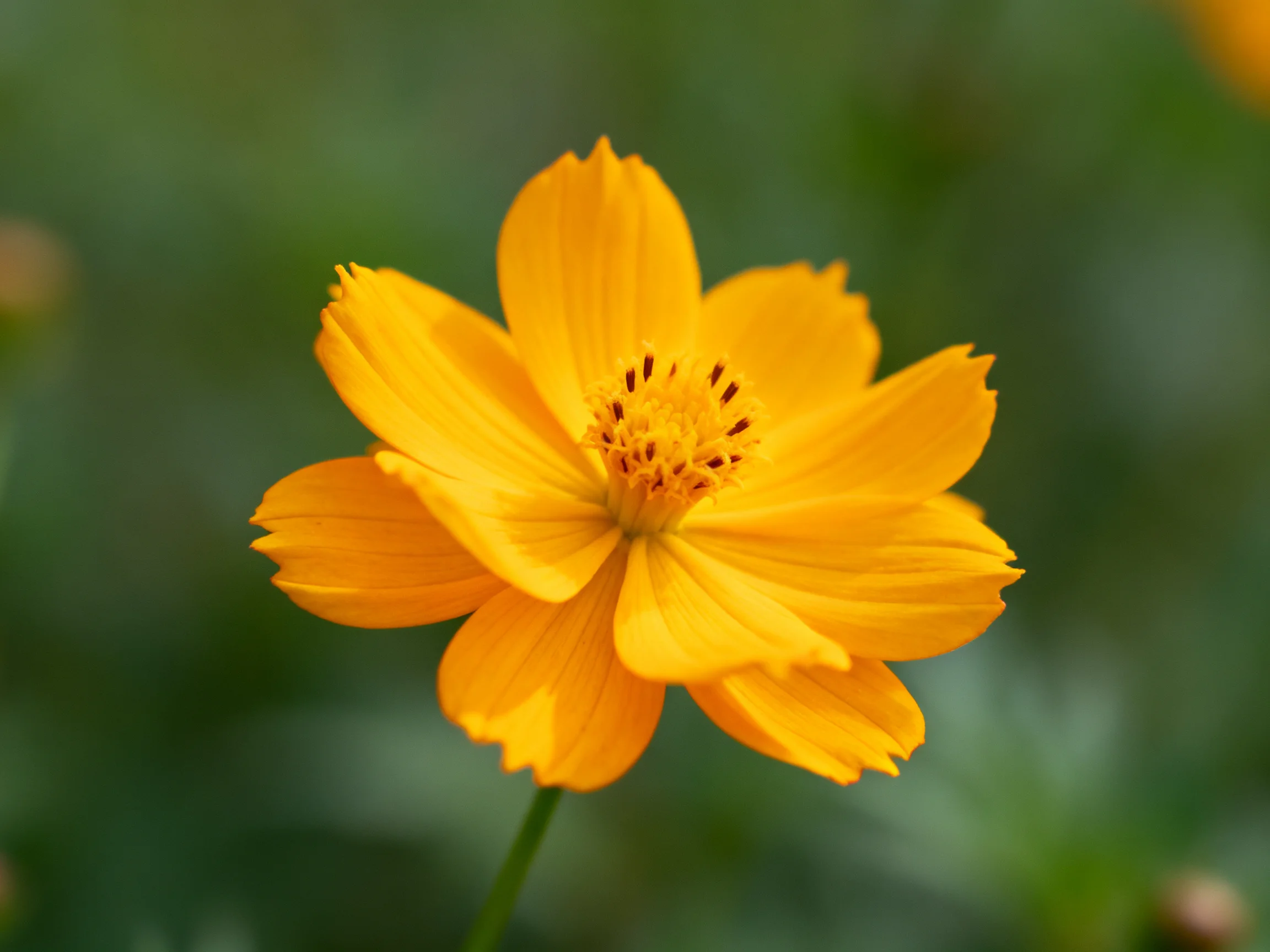 A vibrant yellow cosmos flower with layered petals against a blurred green backdrop