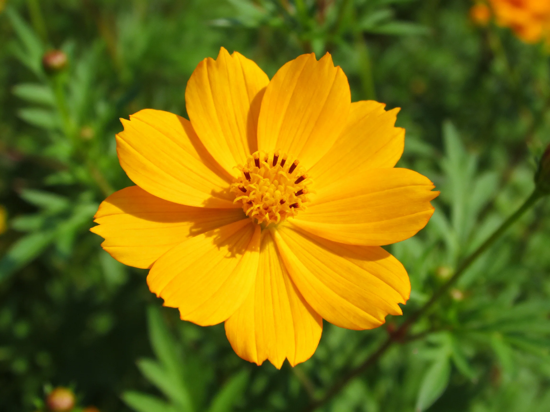 A vibrant yellow cosmos flower with lush green foliage backdrop