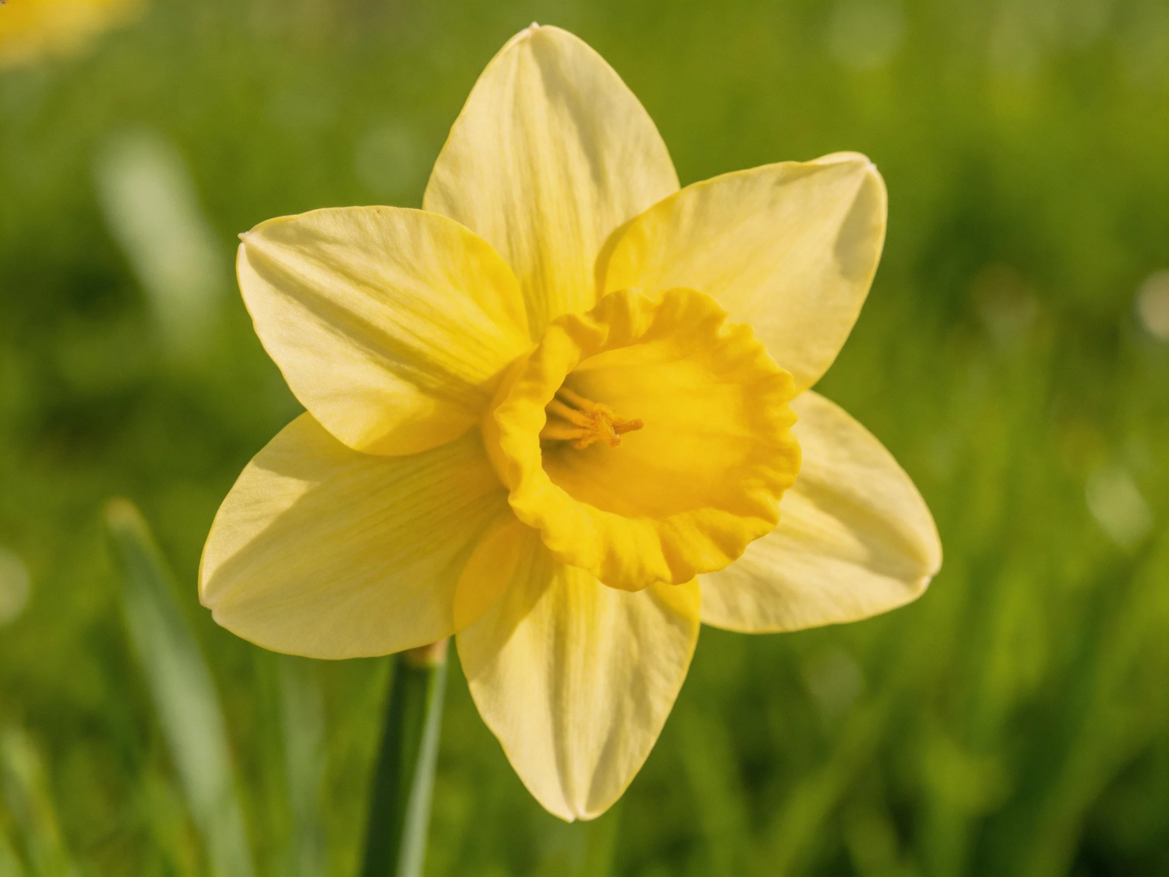 A single yellow daffodil stands out in a sunlit green environment.