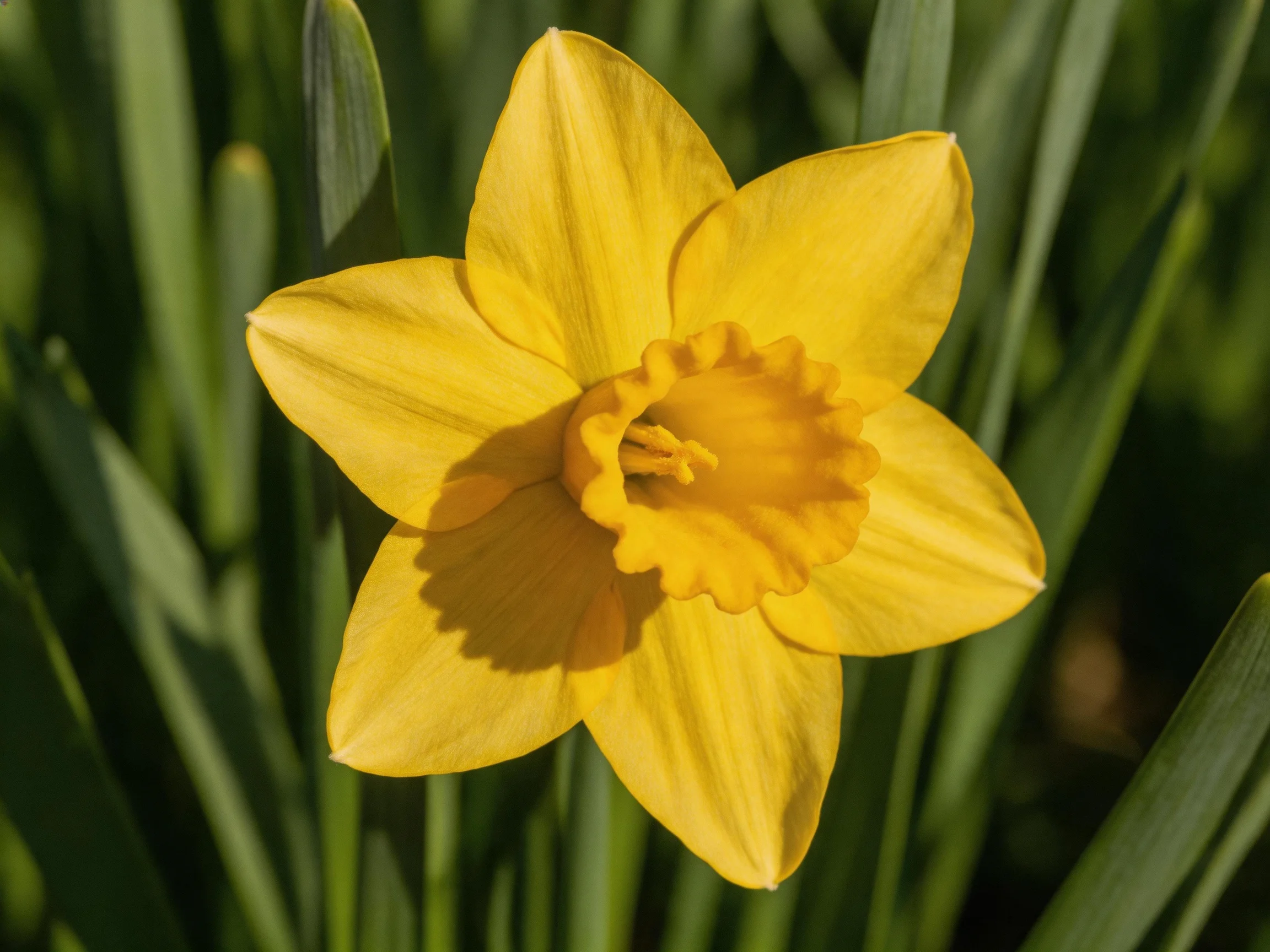 A vibrant yellow daffodil blooms amid lush green foliage