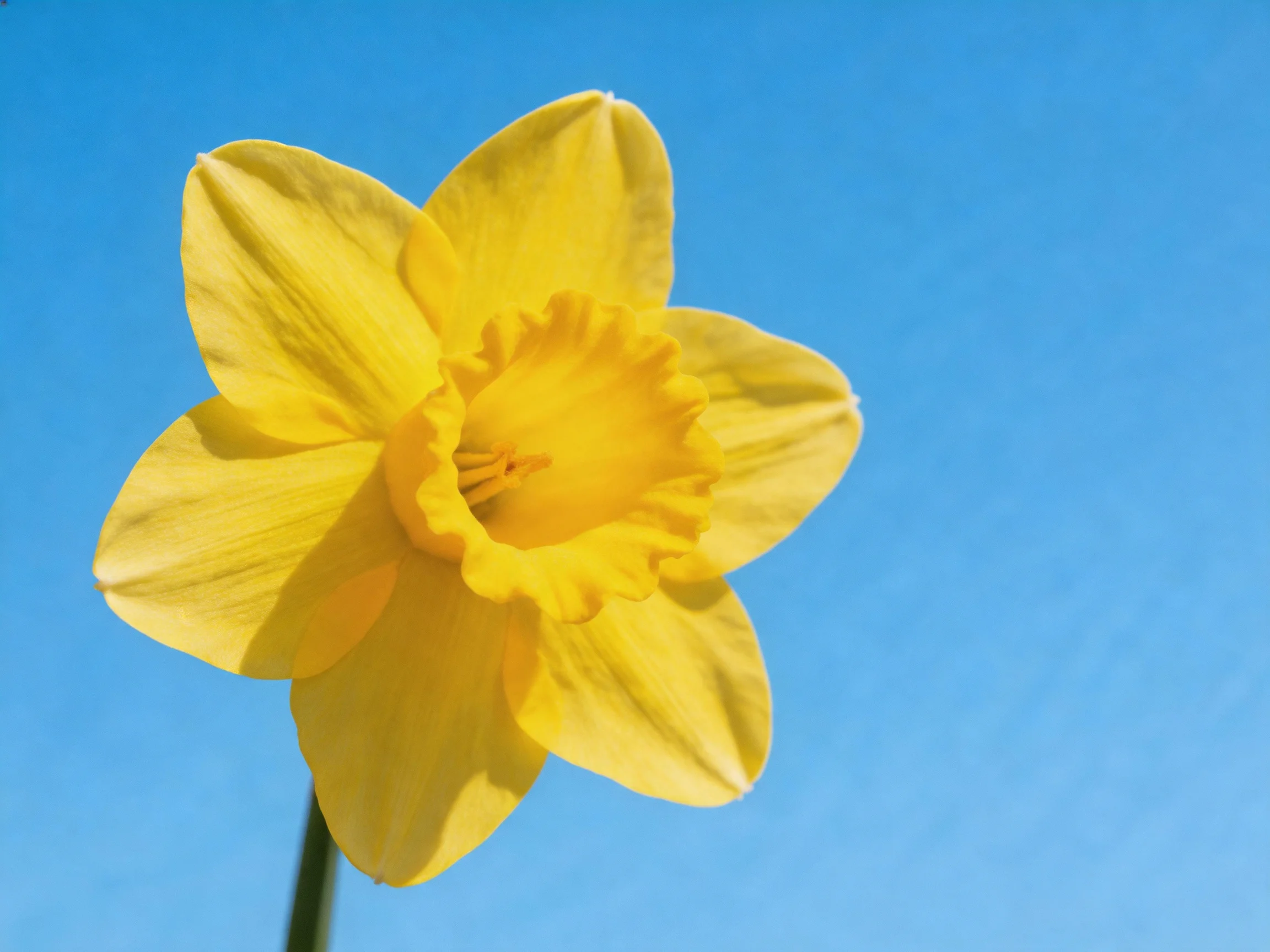 A vibrant yellow daffodil stands out against a clear blue sky