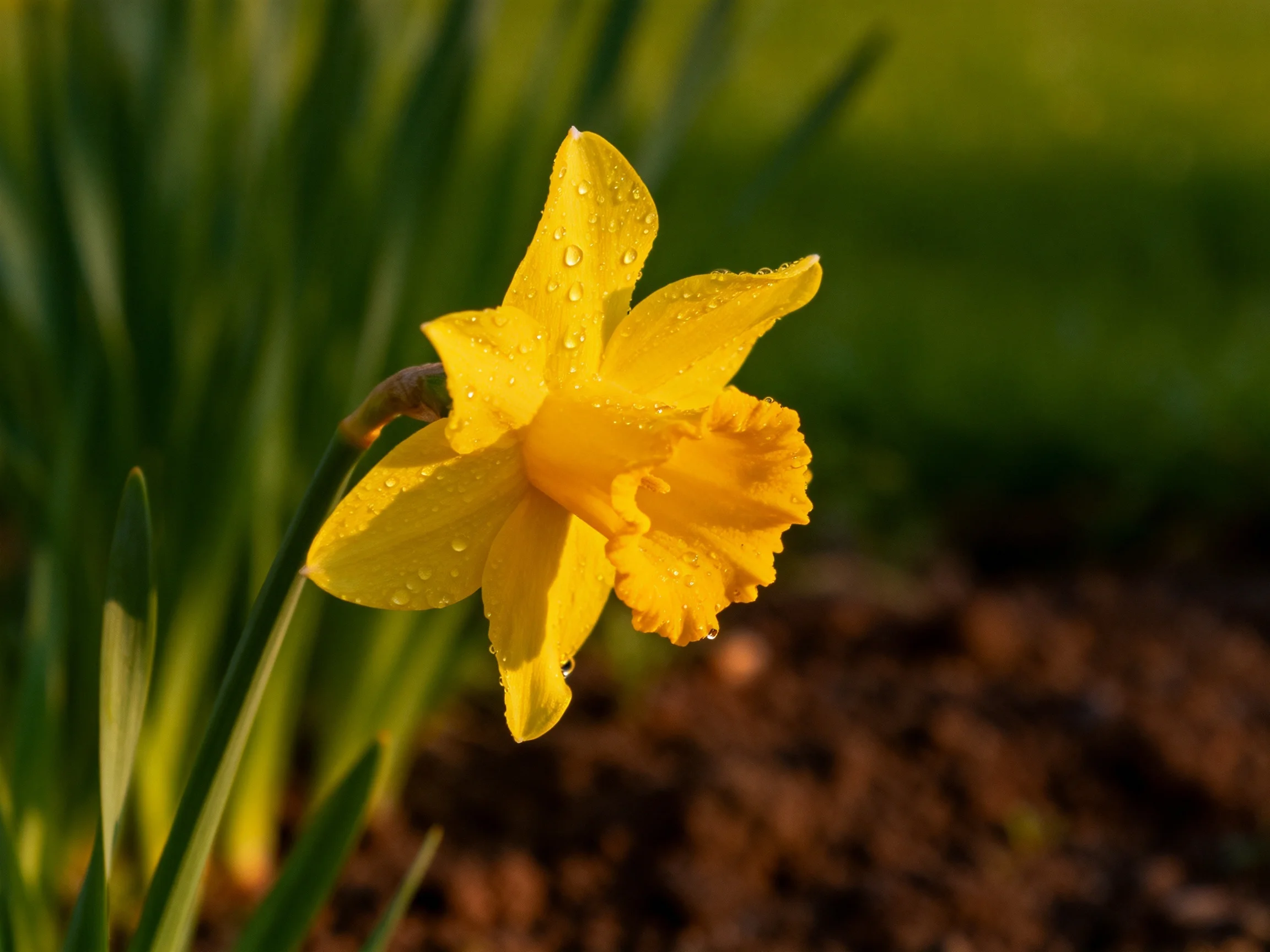 A vibrant yellow daffodil with dewdrops amidst green foliage