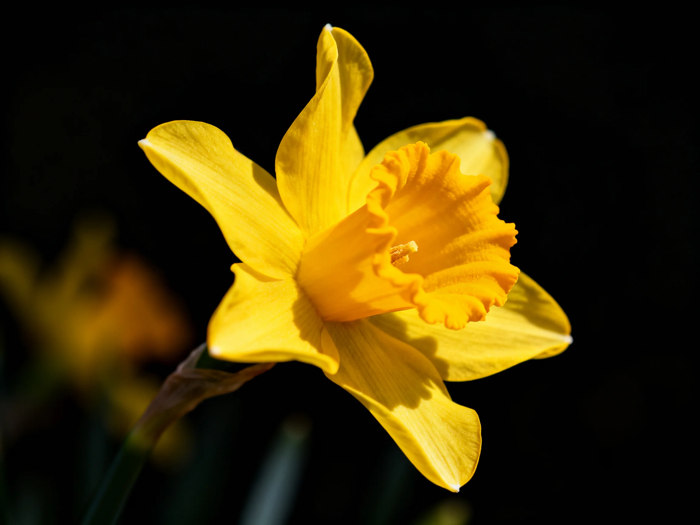 A vibrant yellow daffodil with ruffled central corona against dark backdrop