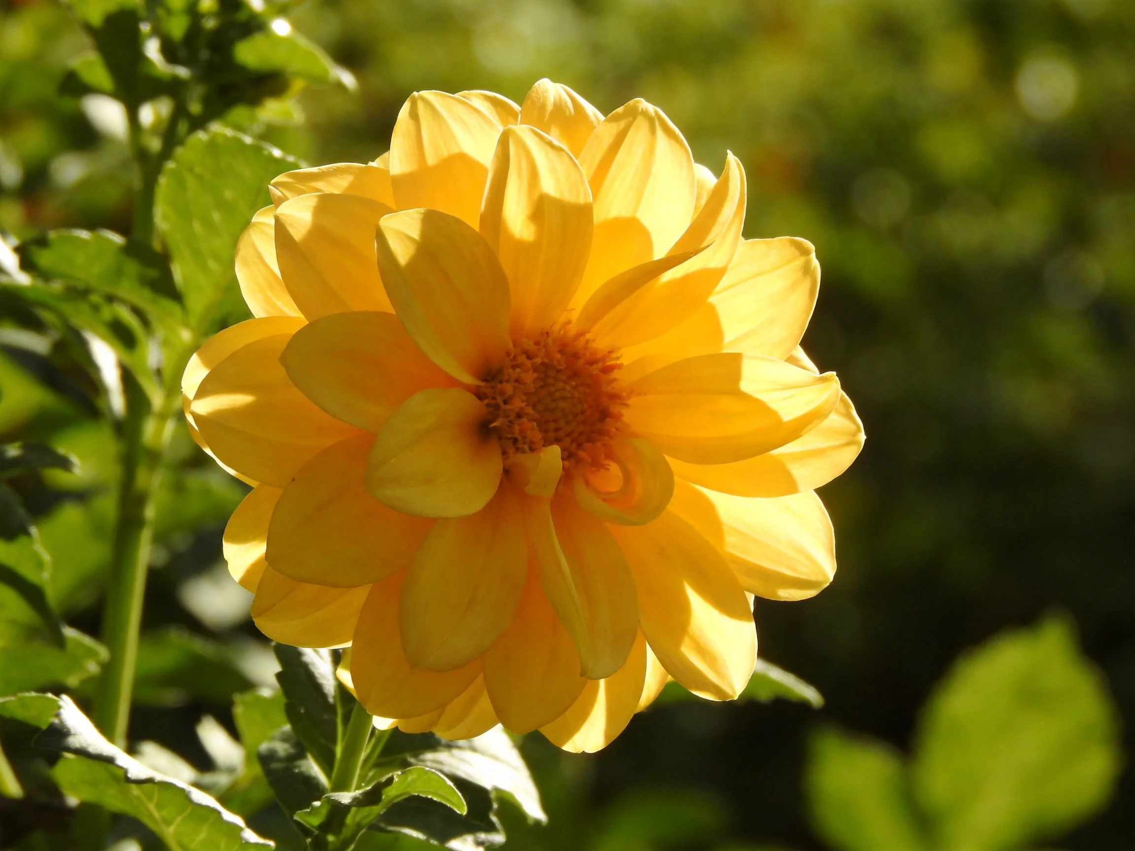 A vibrant yellow dahlia blooms amid lush green foliage