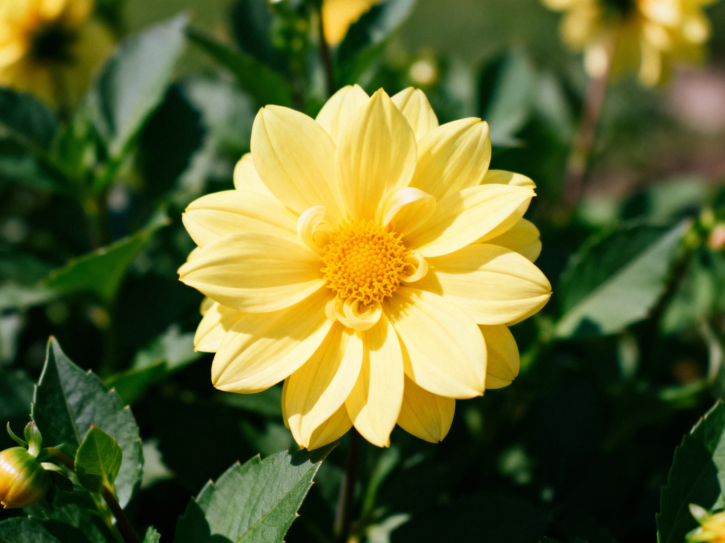 A vibrant yellow dahlia blooms amid lush green foliage