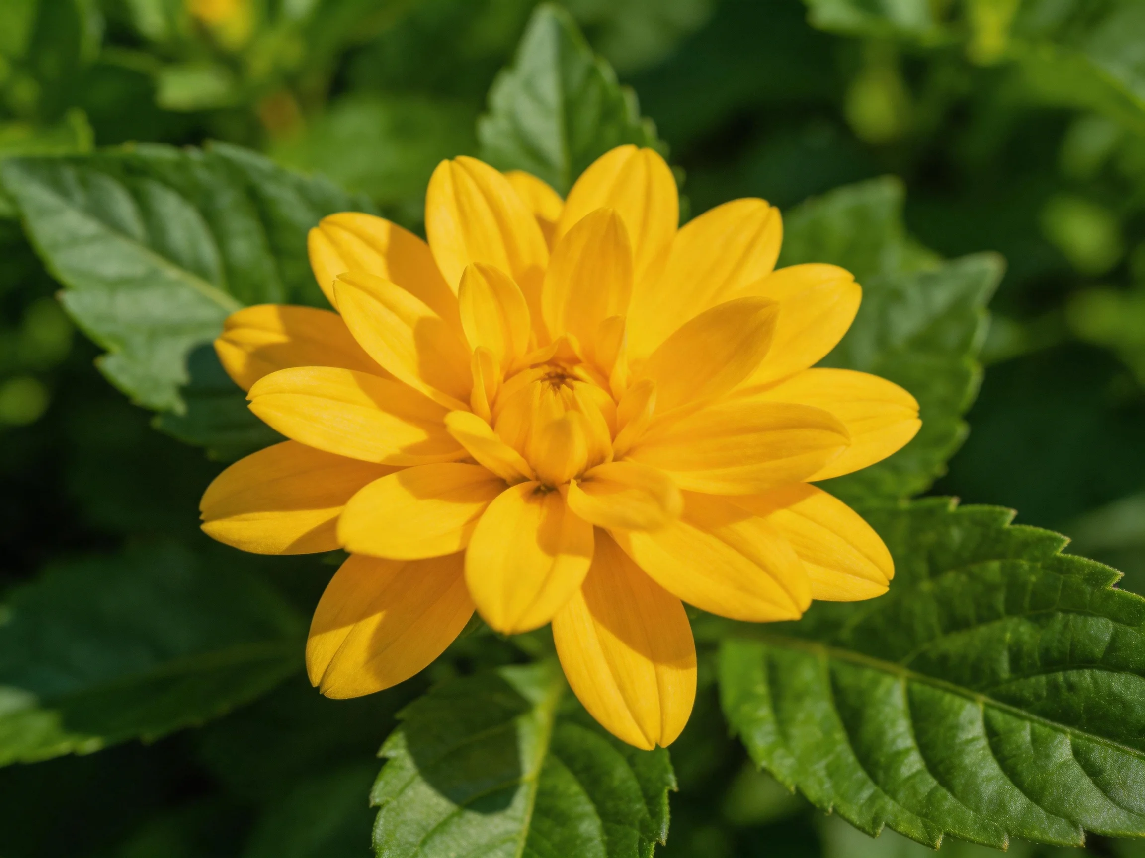 A vibrant yellow dahlia surrounded by lush green leaves