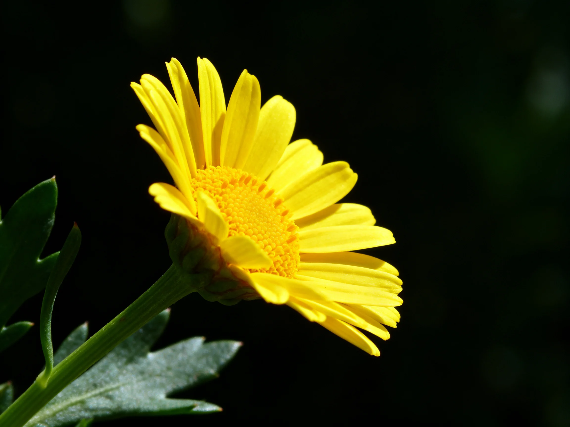 A vibrant yellow daisy with golden center and green foliage