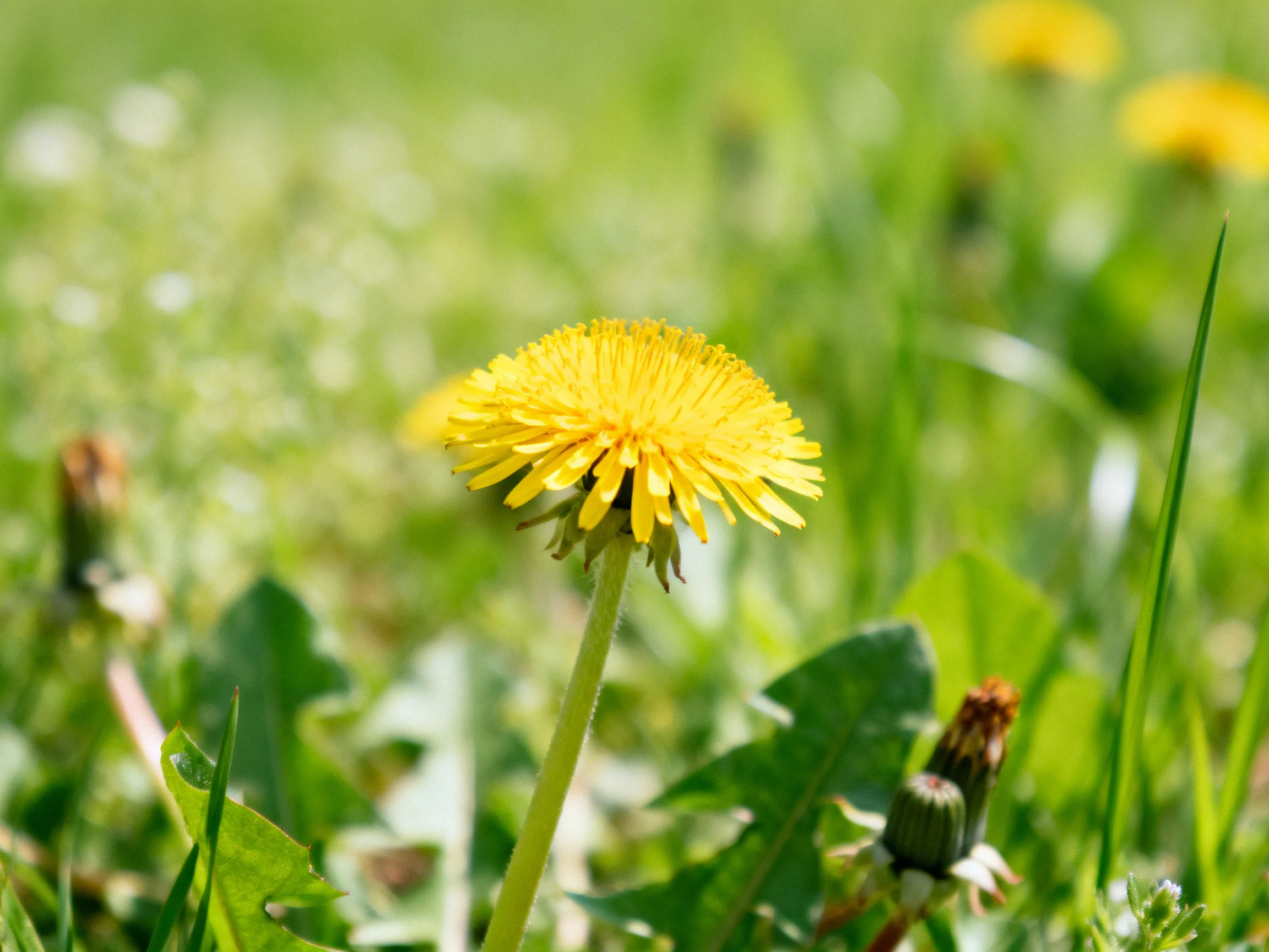A vibrant yellow dandelion blooms amid lush green foliage