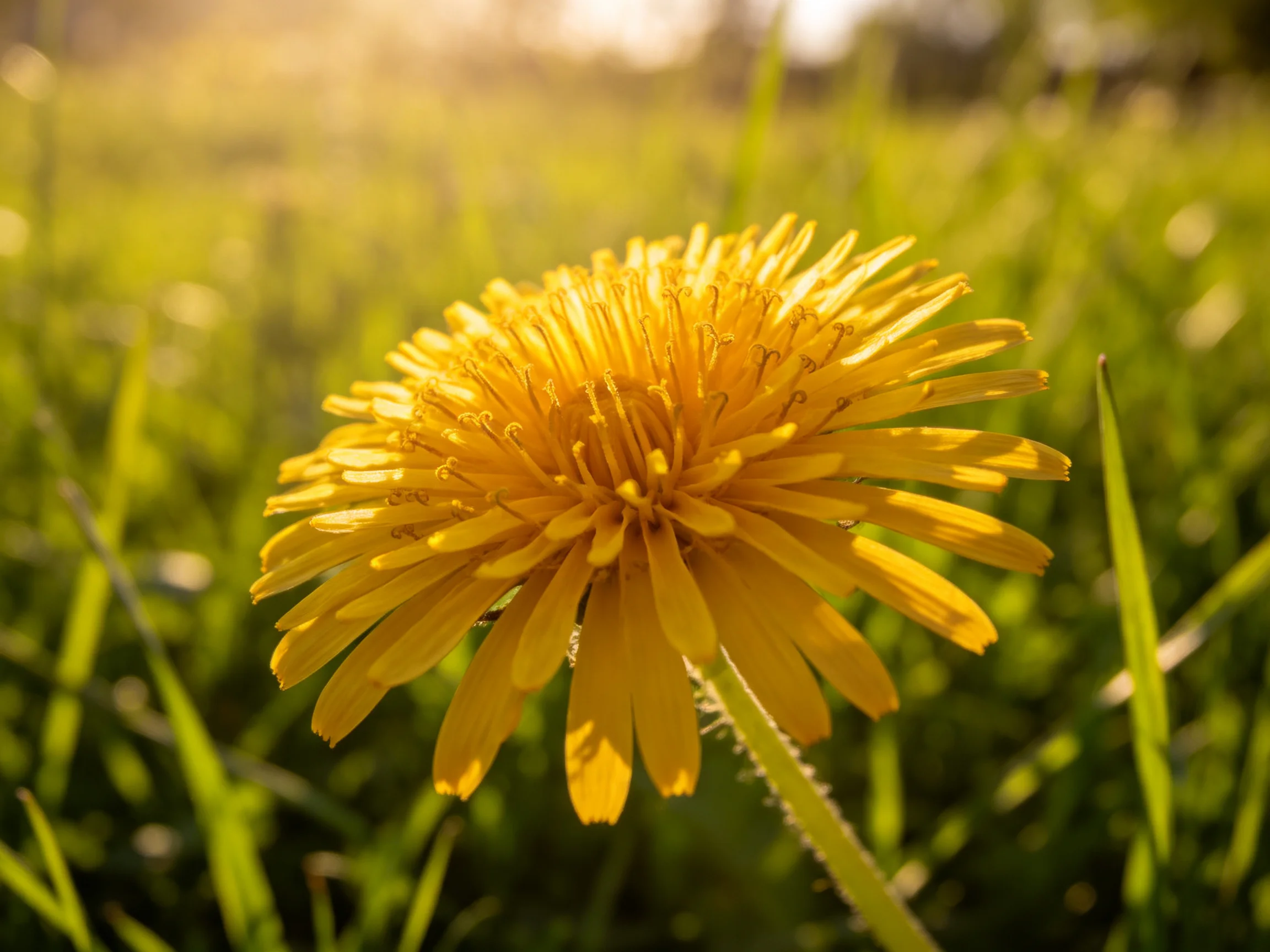 A vibrant yellow dandelion blooms amid lush green grass under soft sunlight