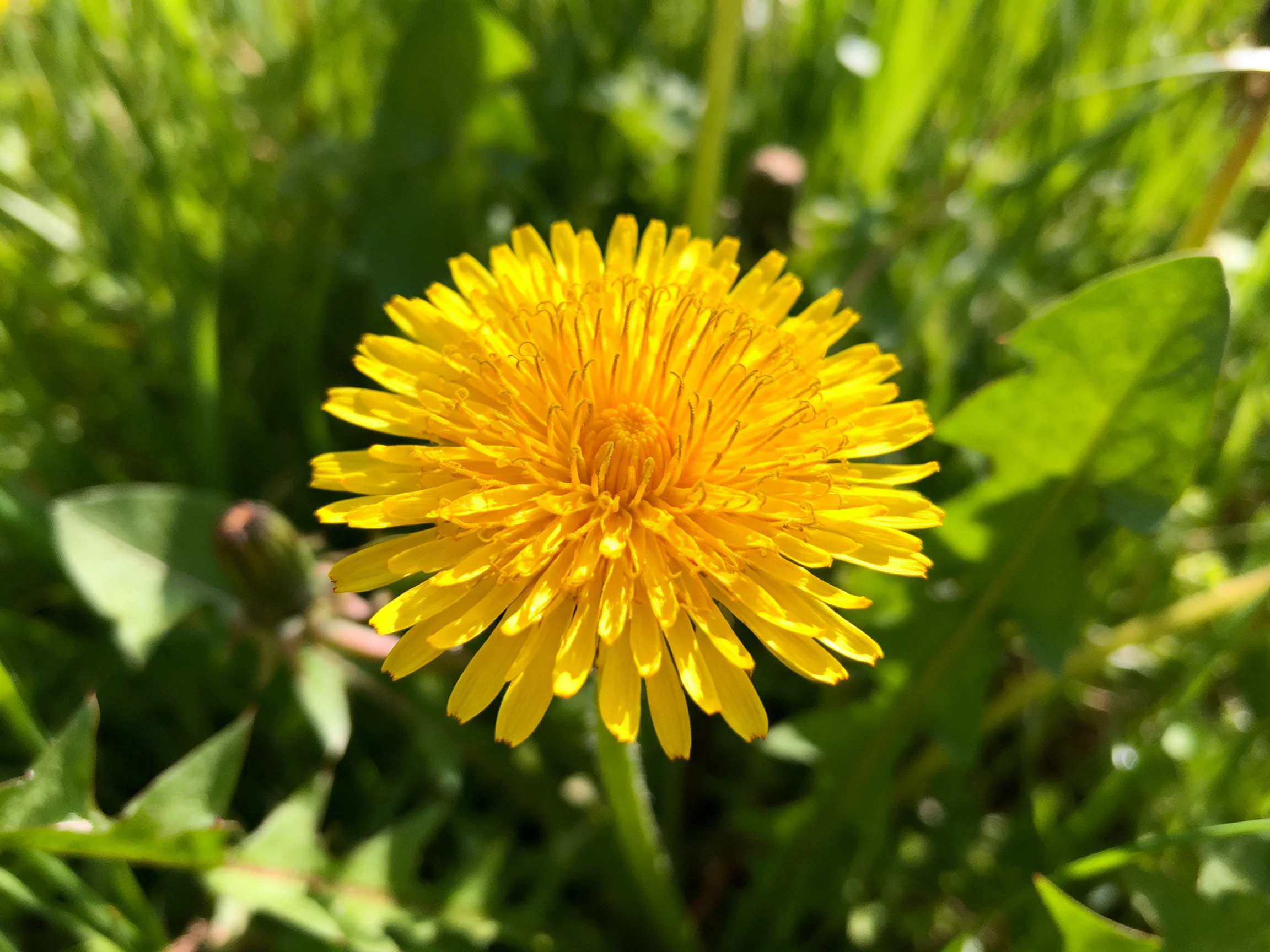 A vibrant yellow dandelion blooms amid lush greenery