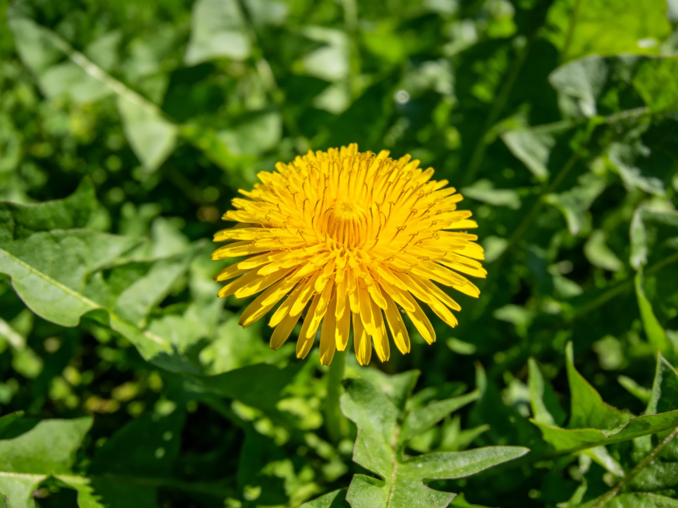 A vibrant yellow dandelion blooms amidst lush green foliage