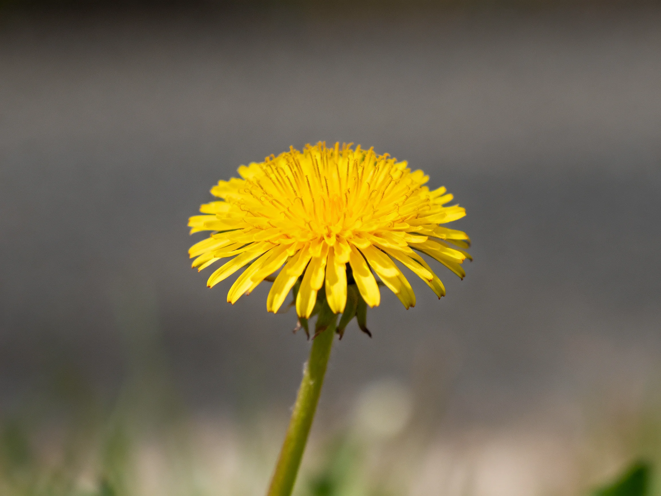 A vibrant yellow dandelion blooms prominently against a blurred gray backdrop