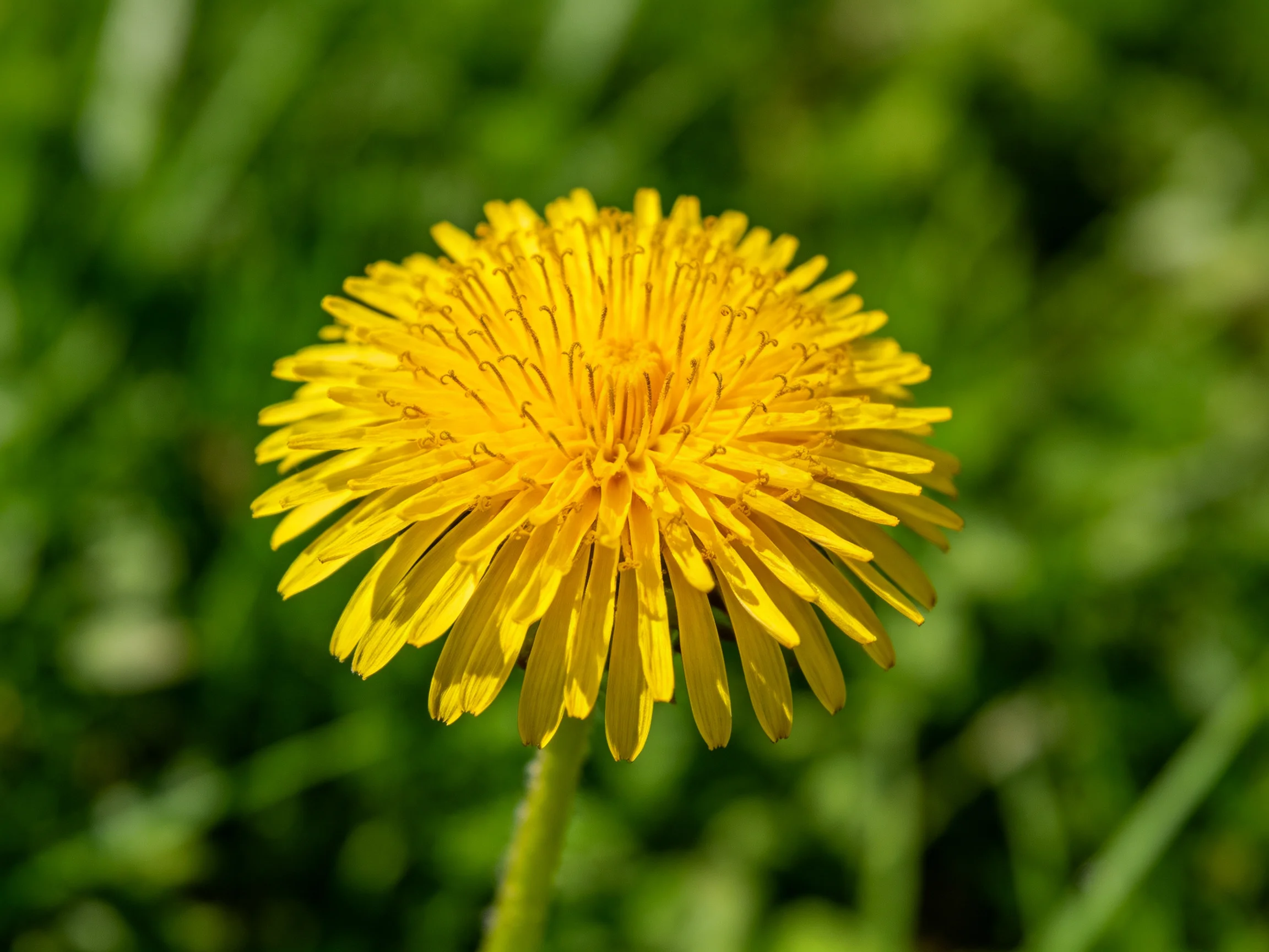 A vibrant yellow dandelion flower stands out against lush green foliage