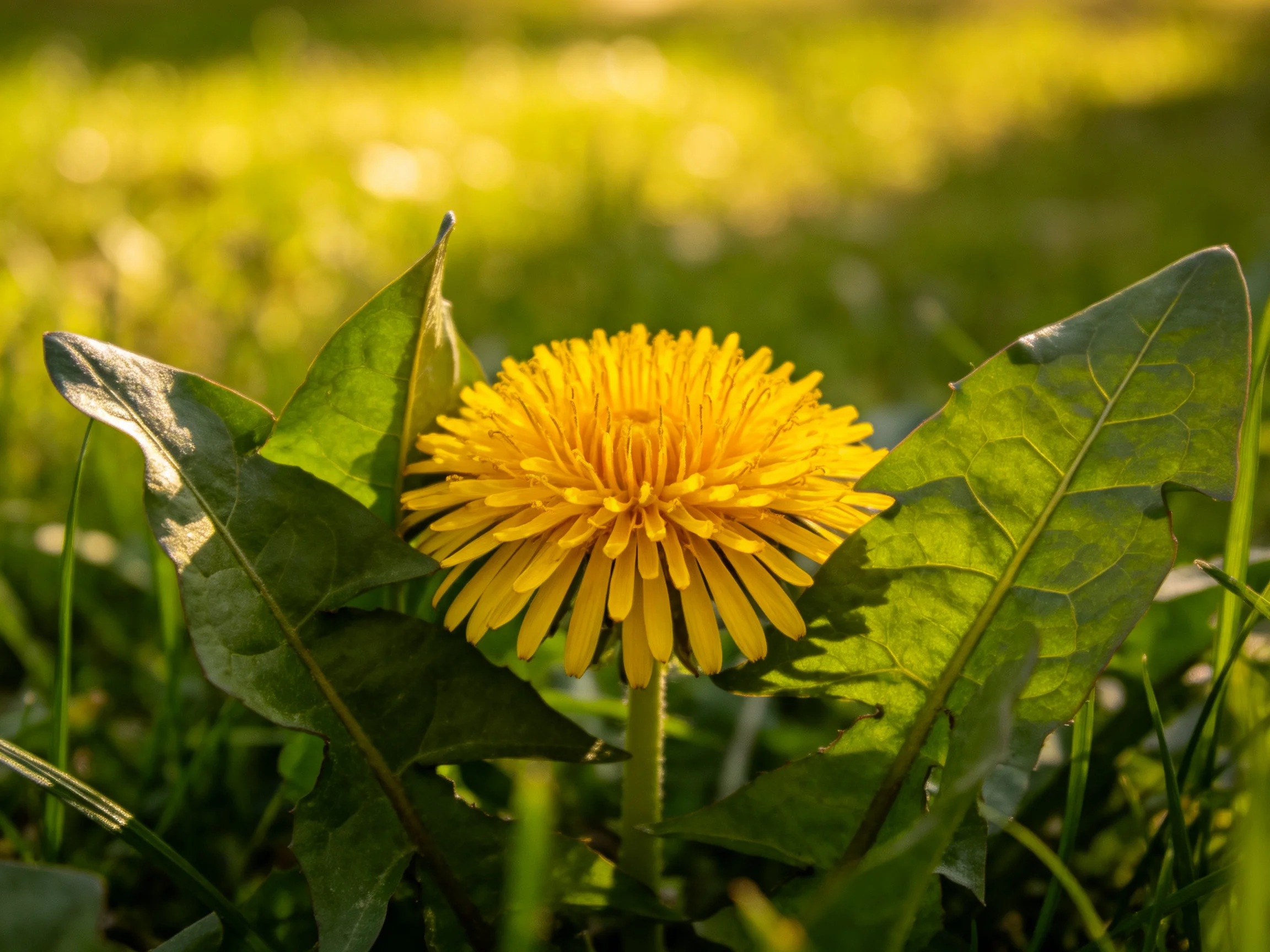 A vibrant yellow dandelion surrounded by broad green leaves