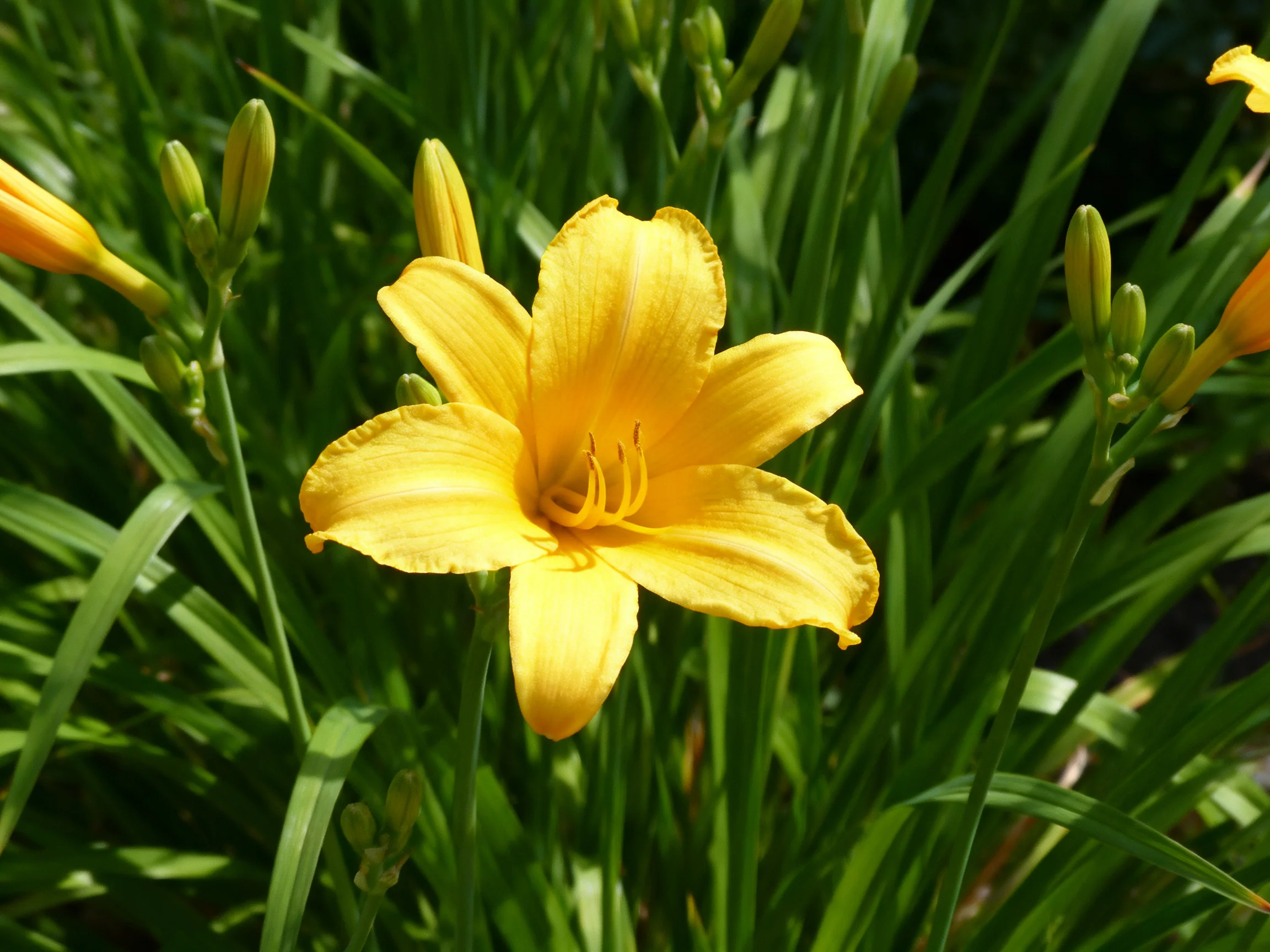 A vibrant yellow daylily amidst lush green foliage