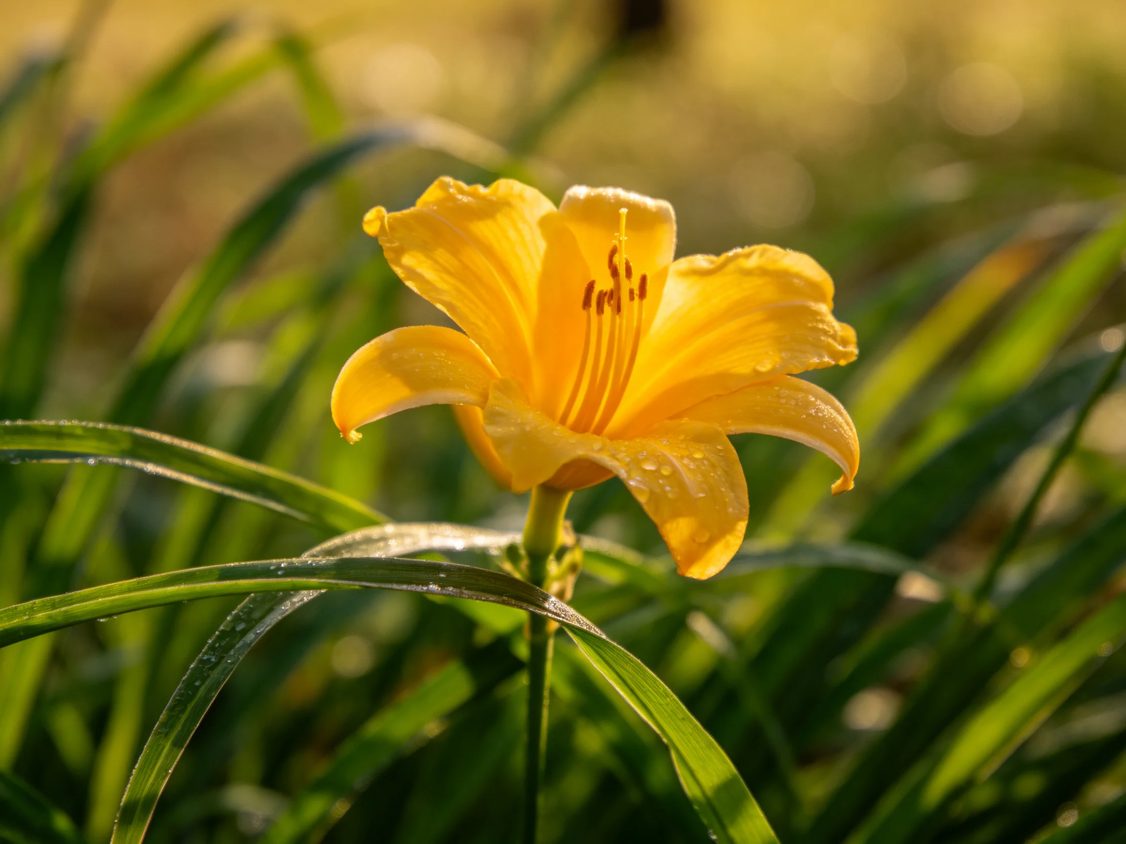 A single bright yellow flower is surrounded by green grass blades in sunlight.