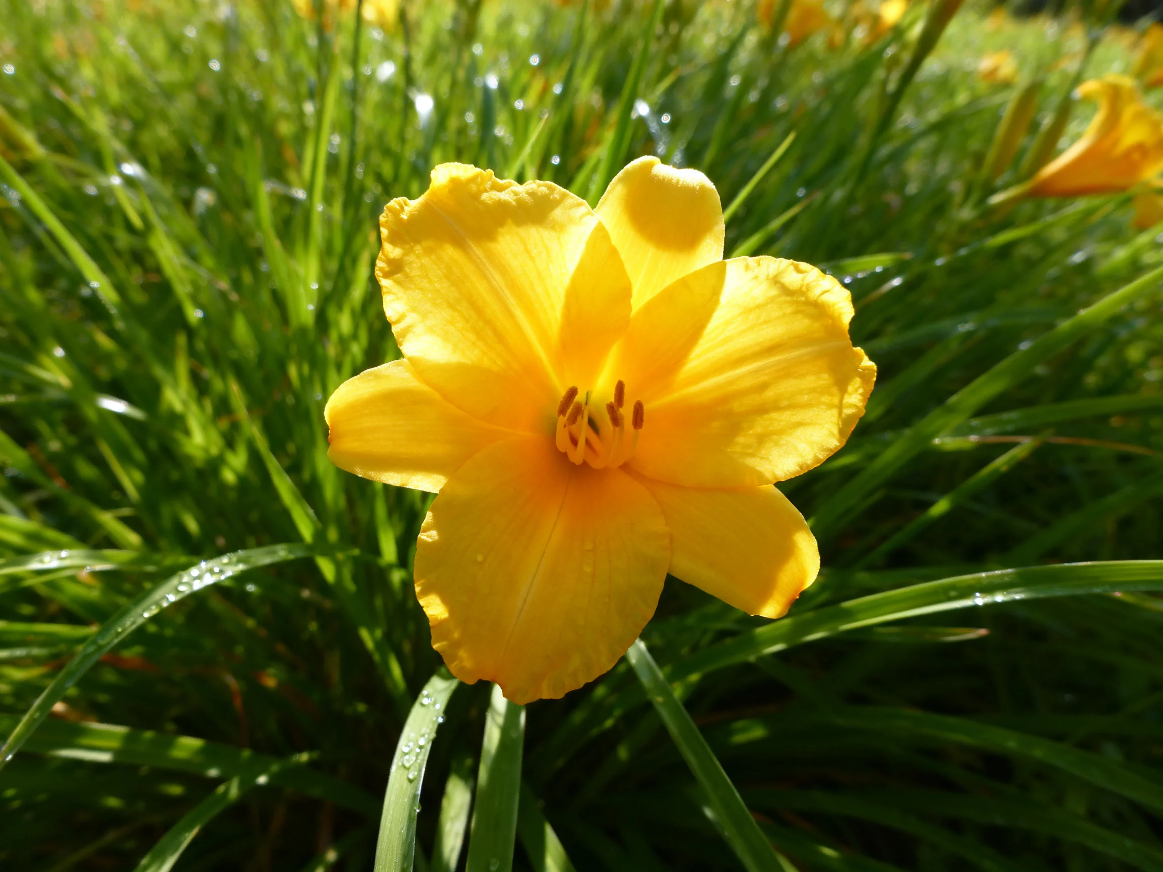 A vibrant yellow daylily blooms amid lush green grass