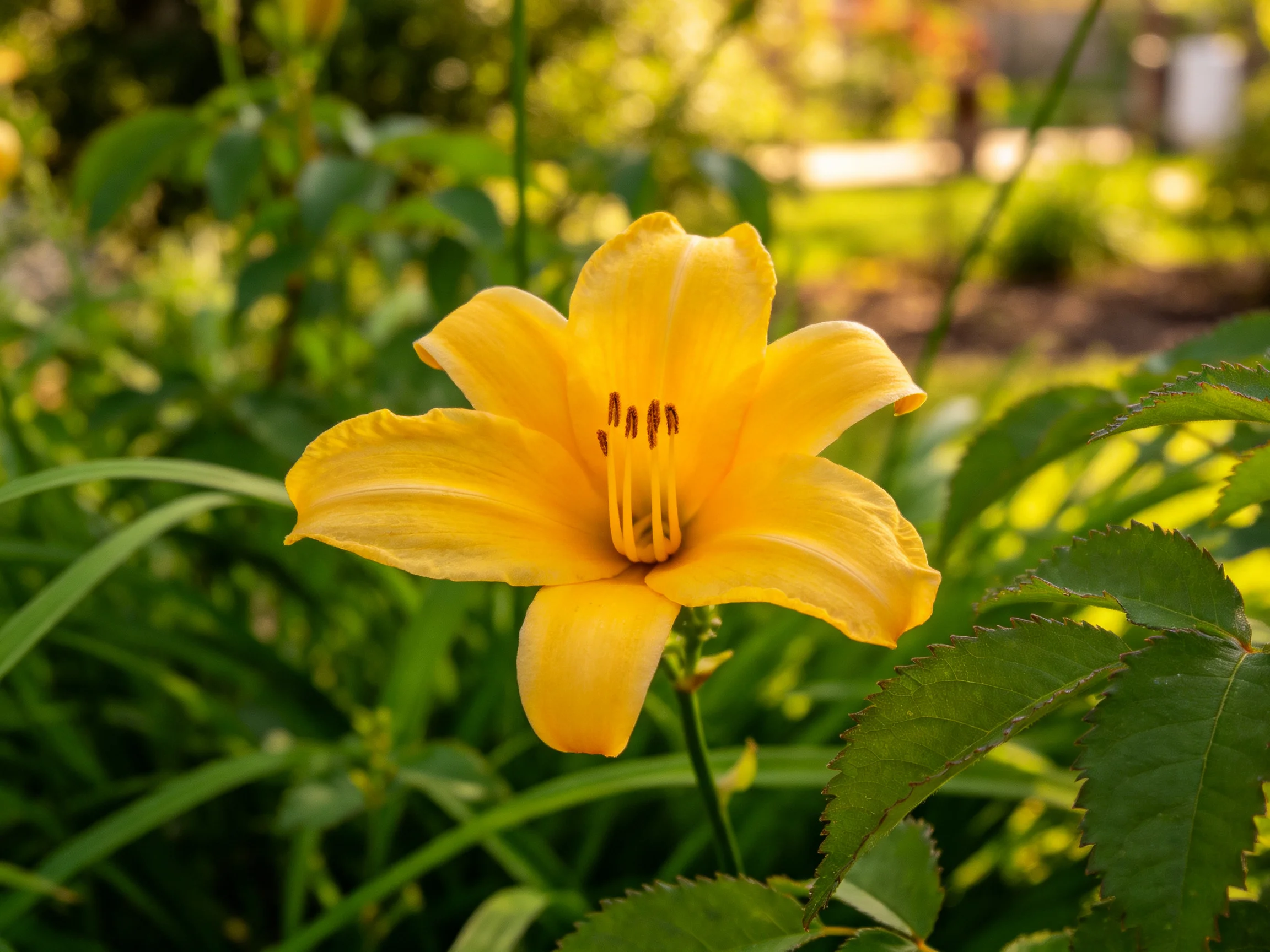 A vibrant yellow daylily blooms amidst lush green foliage.