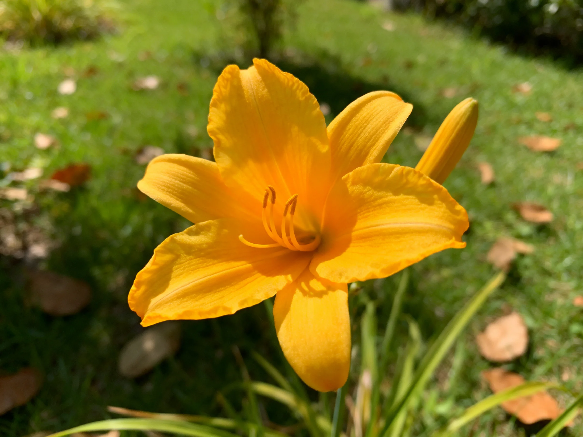 A single vibrant yellow daylily bloomsnear a closed bud in a sunlit garden.