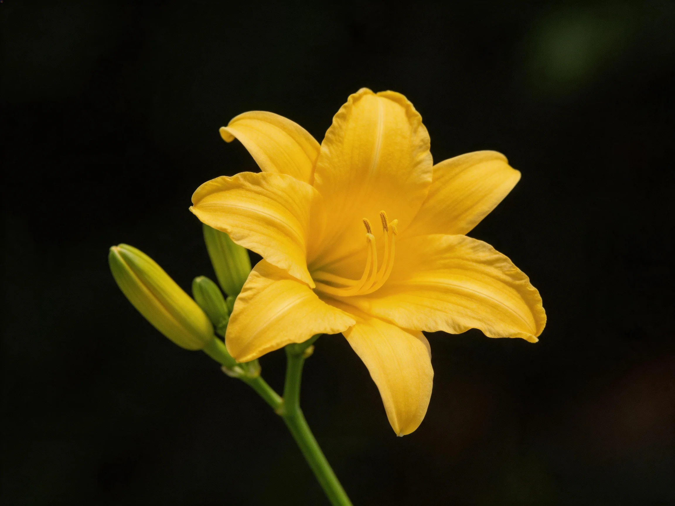 A vibrant yellow daylily blooms with adjacent unopened buds