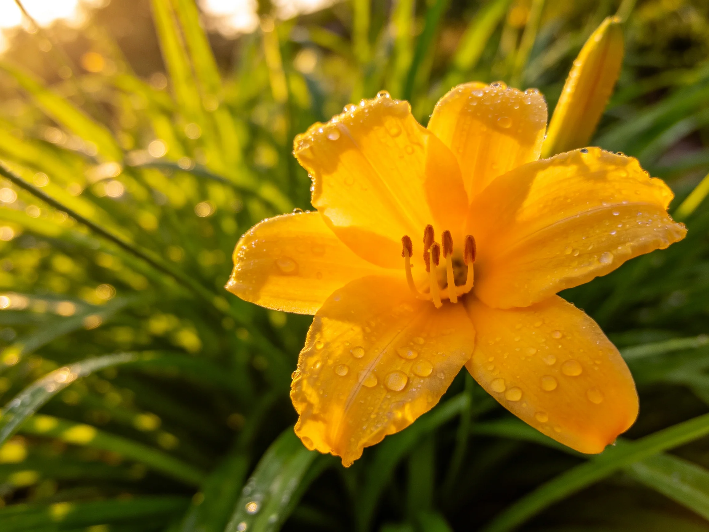 A vibrant yellow daylily with dewdrops amid lush green foliage