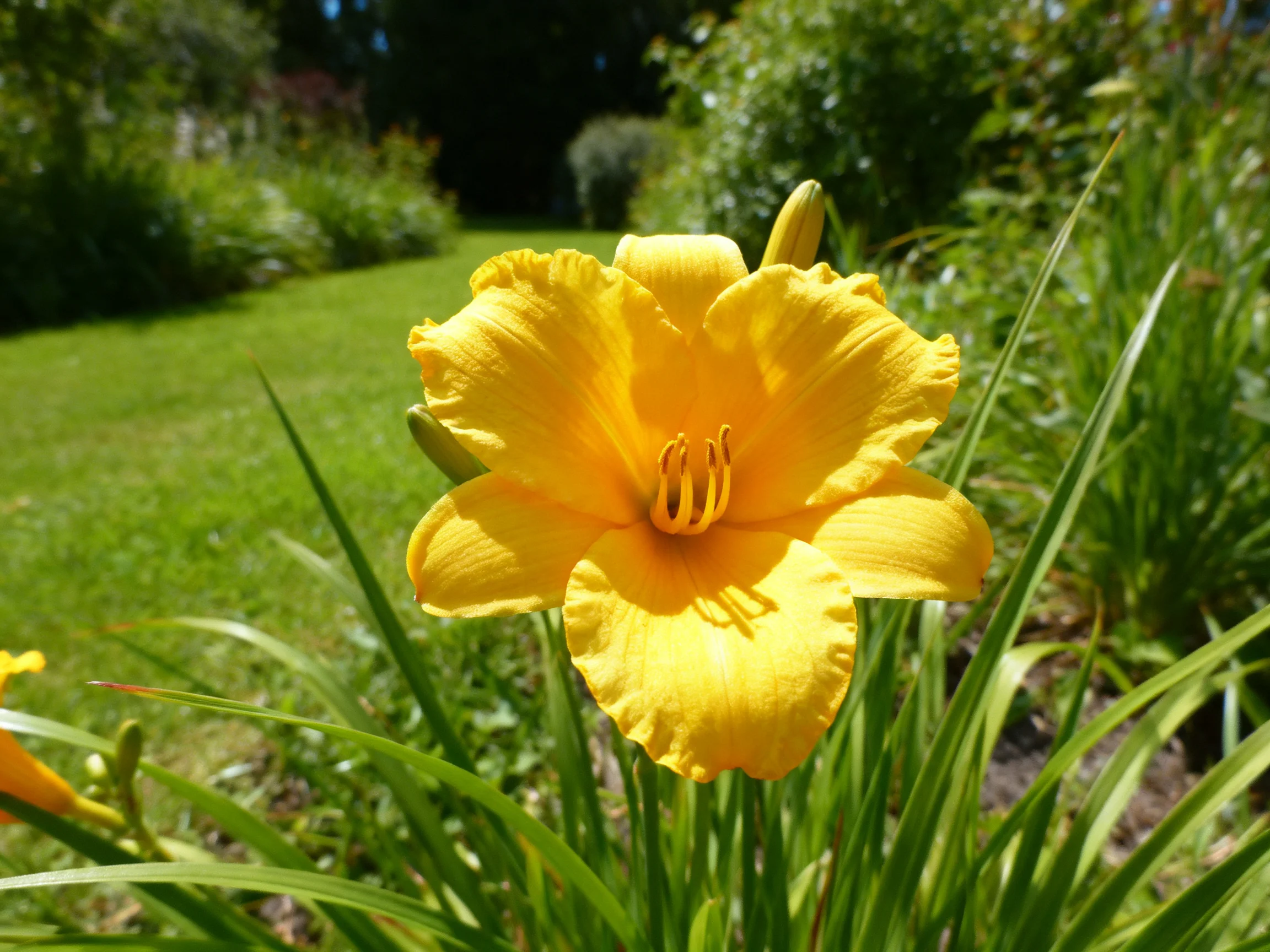 A vibrant yellow daylily with ruffled petals in a sunlit garden