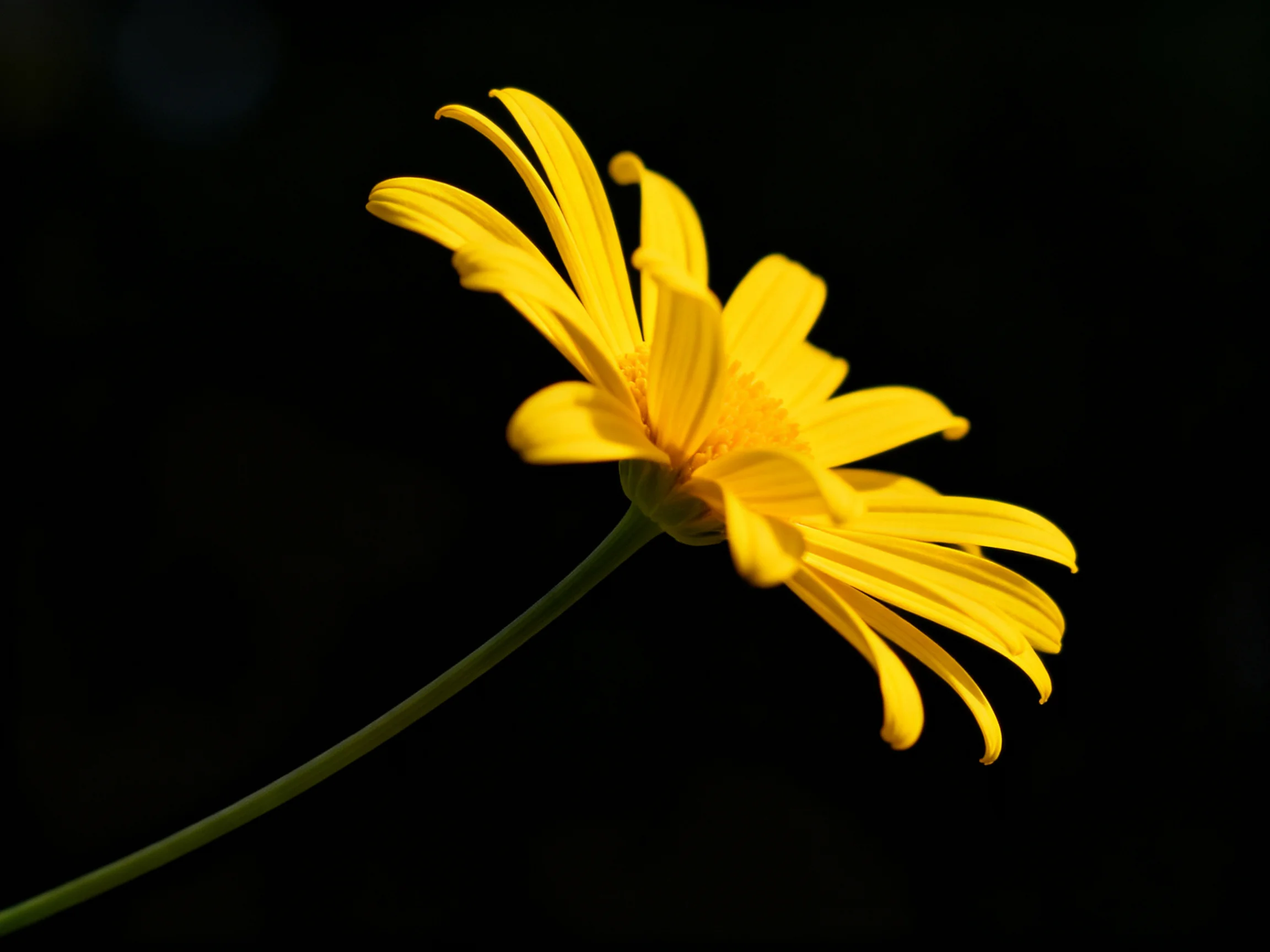 A vibrant yellow flower blooms against a stark black backdrop