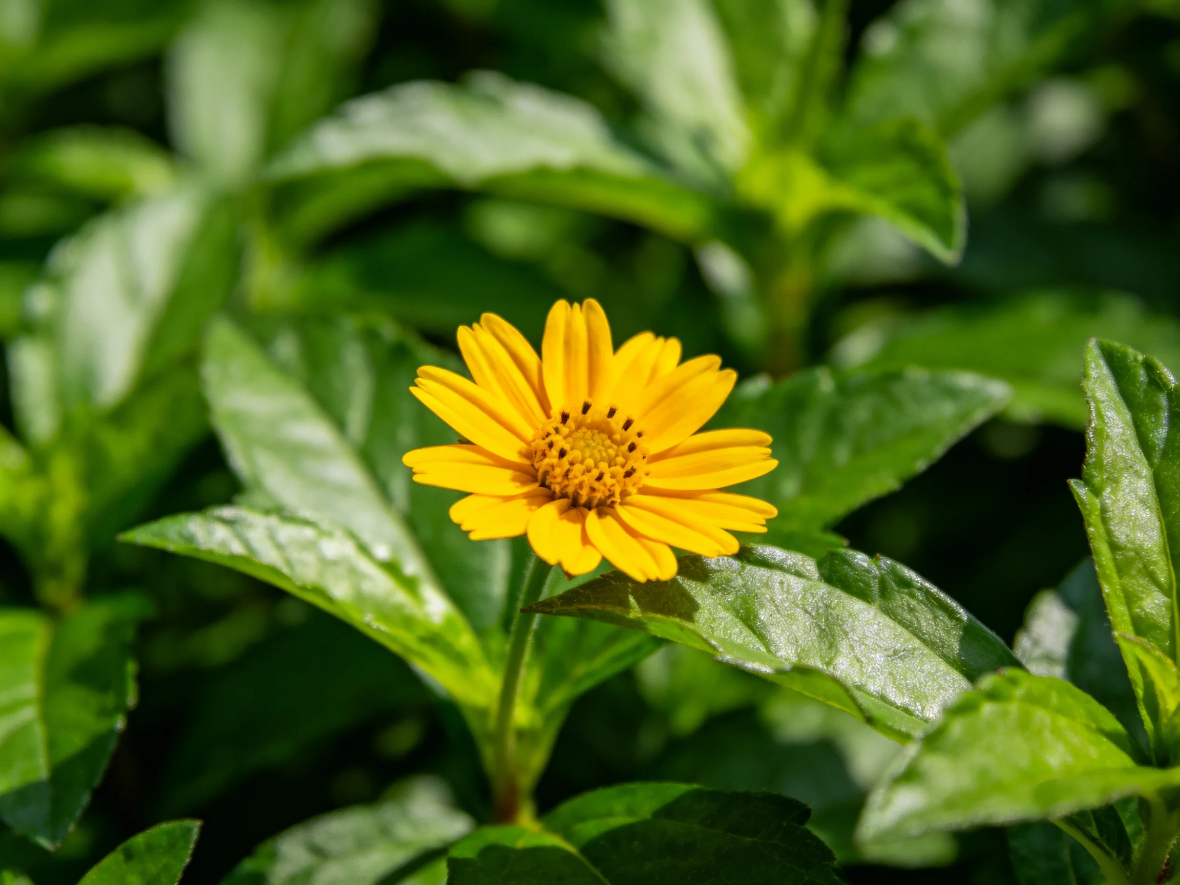 A bright yellow flower stands out among dense green leaves.