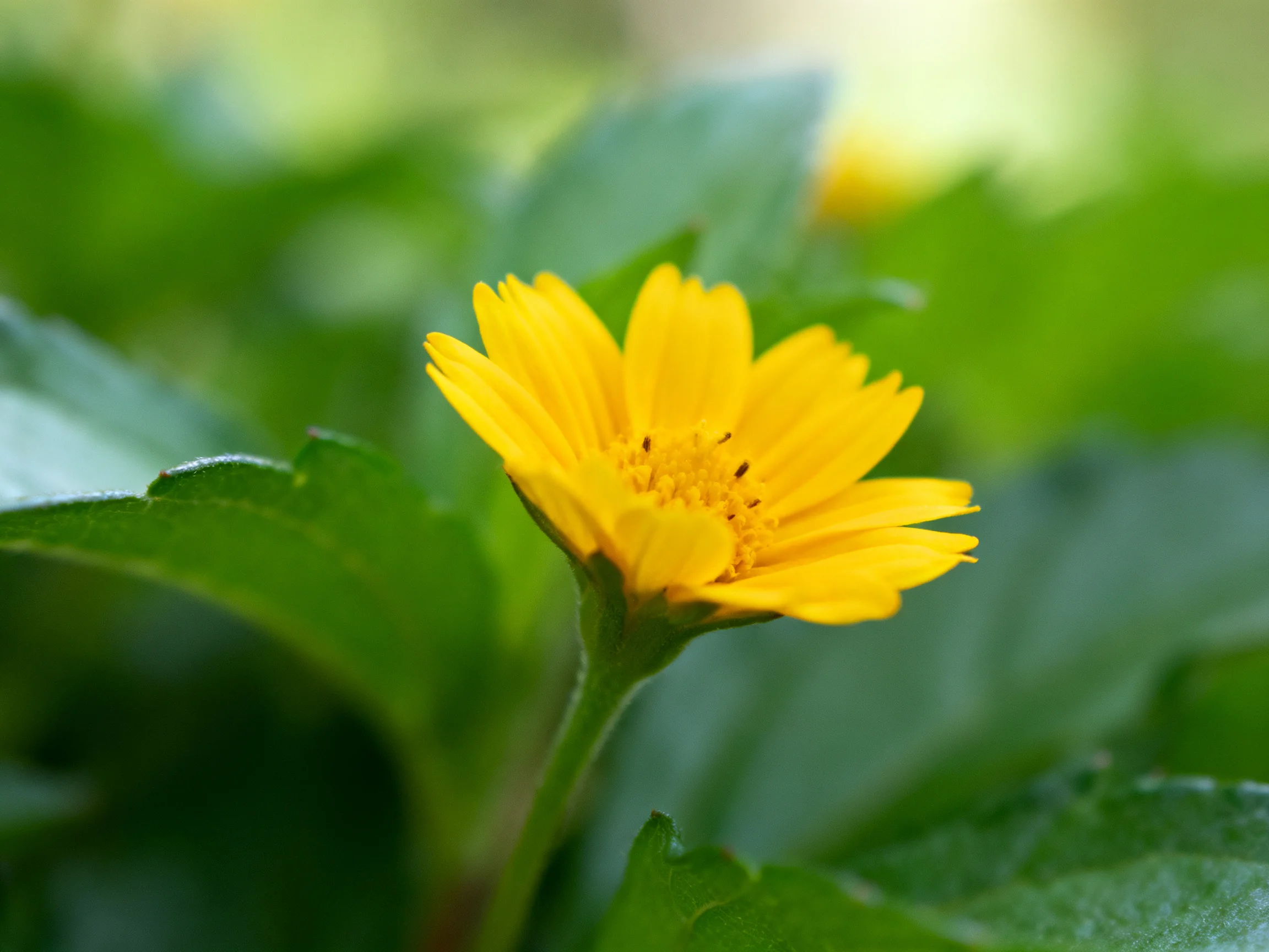 A vibrant yellow flower blooms amid lush green foliage
