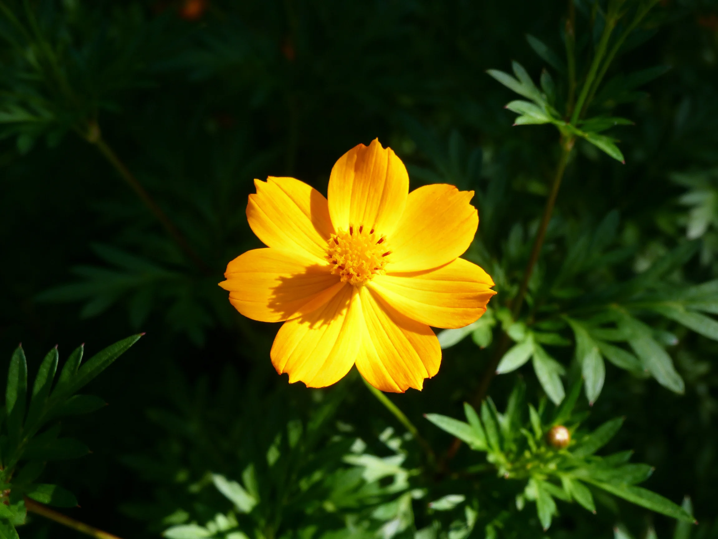 A vibrant yellow flower blooms among dark green foliage