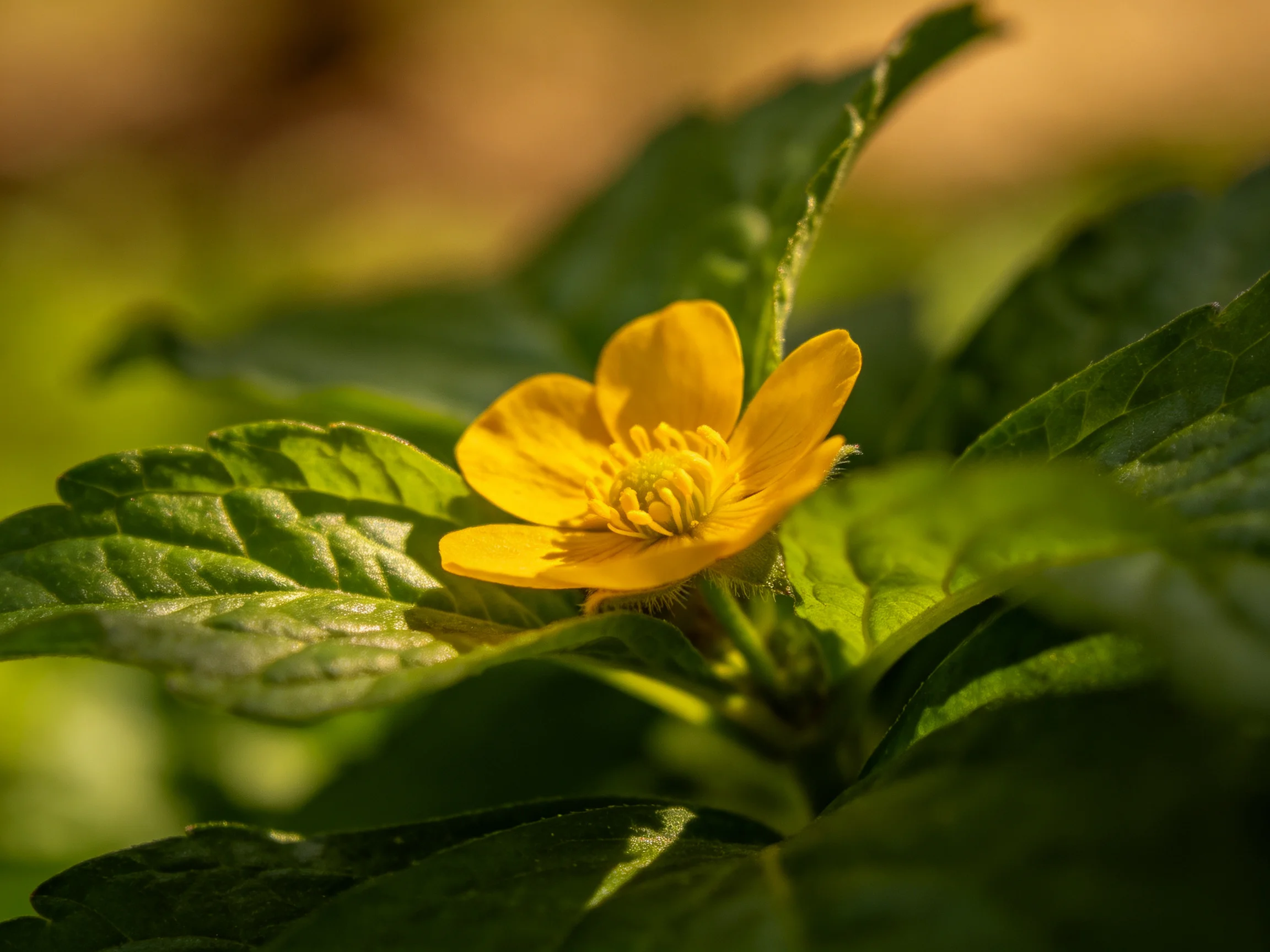A vibrant yellow flower blooms among lush green foliage in soft natural light