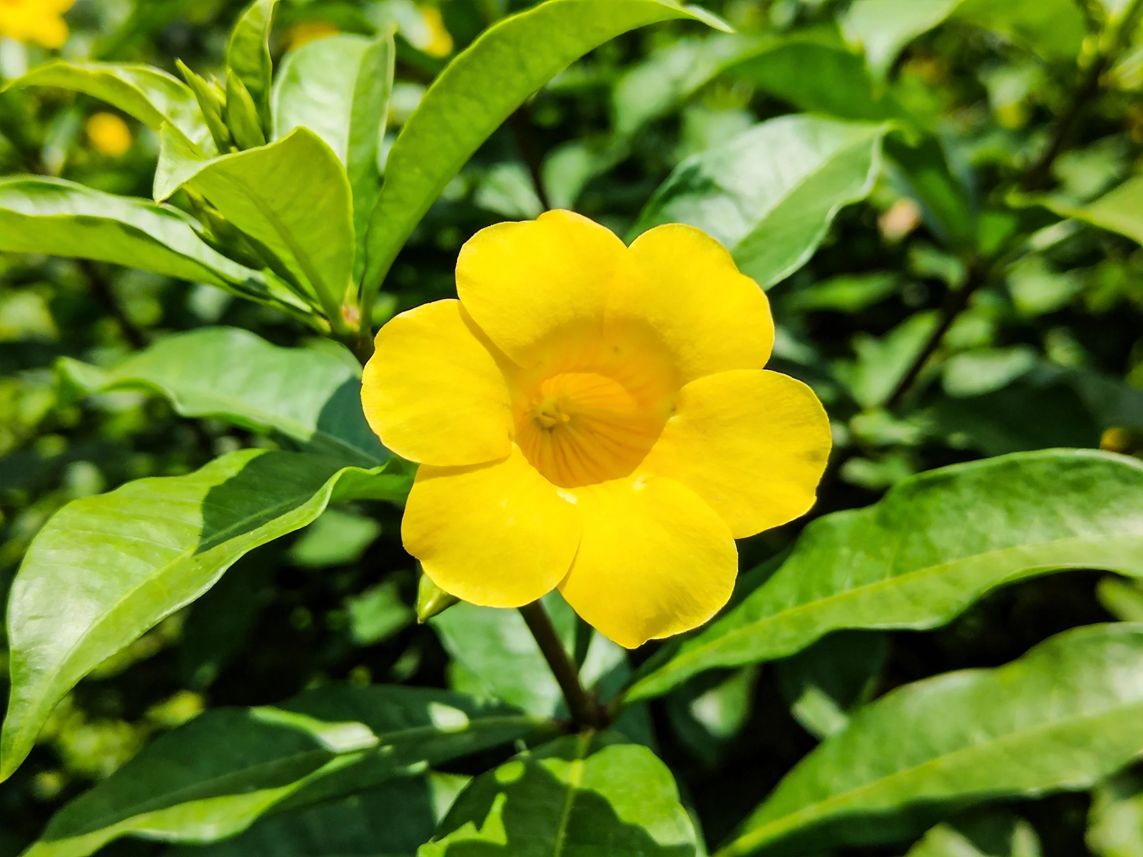A bright yellow flower is nestled among dense green leaves.