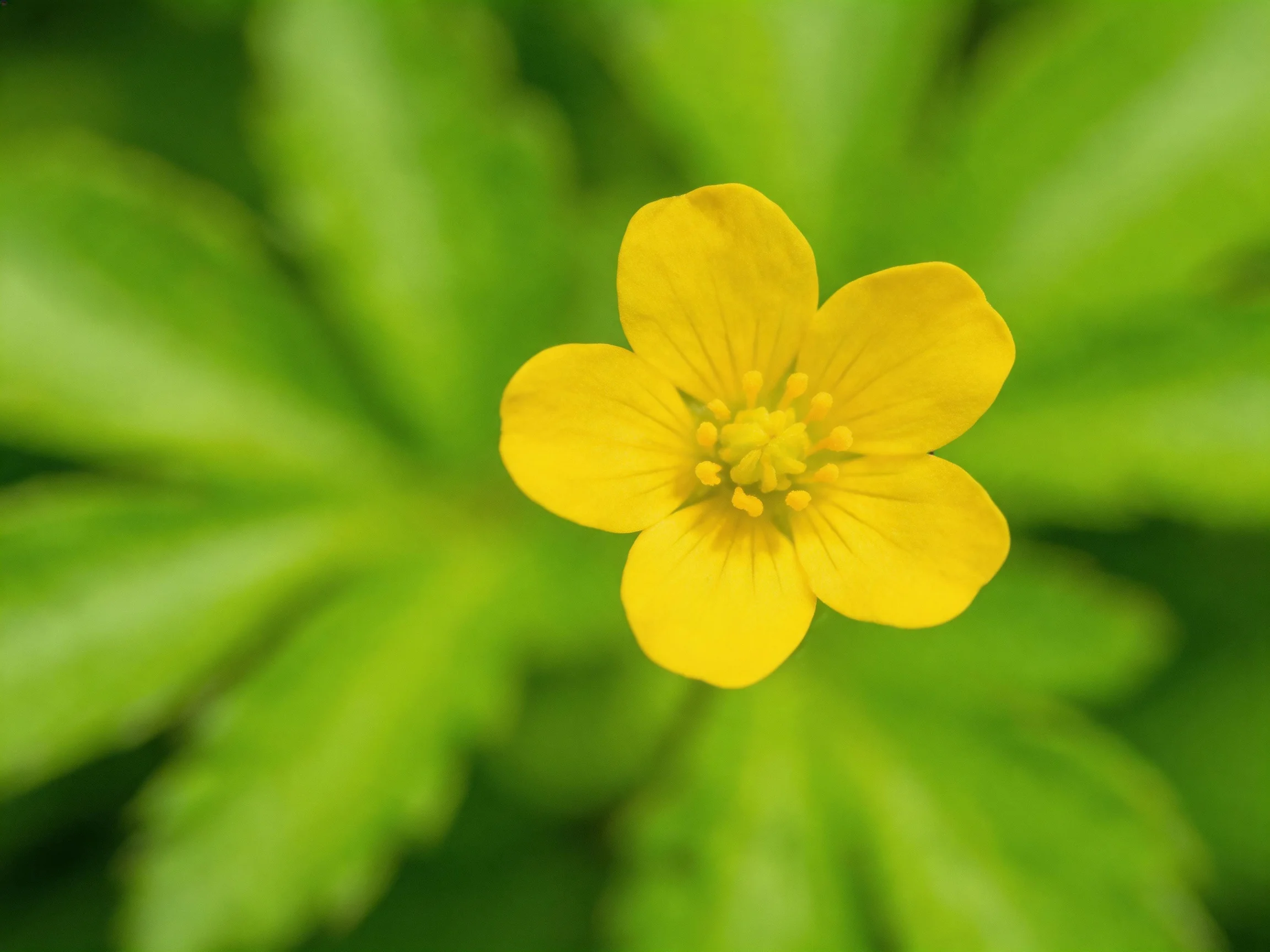A vibrant yellow flower centered amid lush green foliage