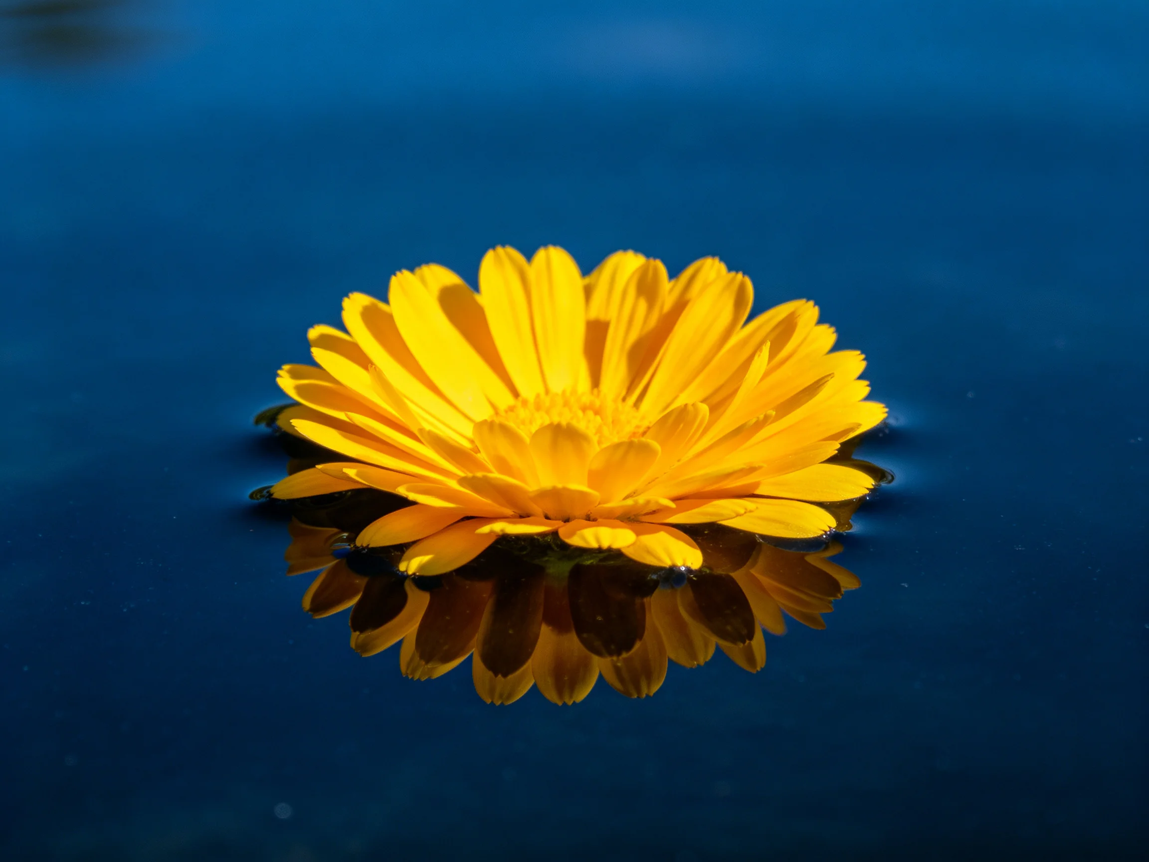 A vibrant yellow flower floats on deep blue water with a perfect reflection