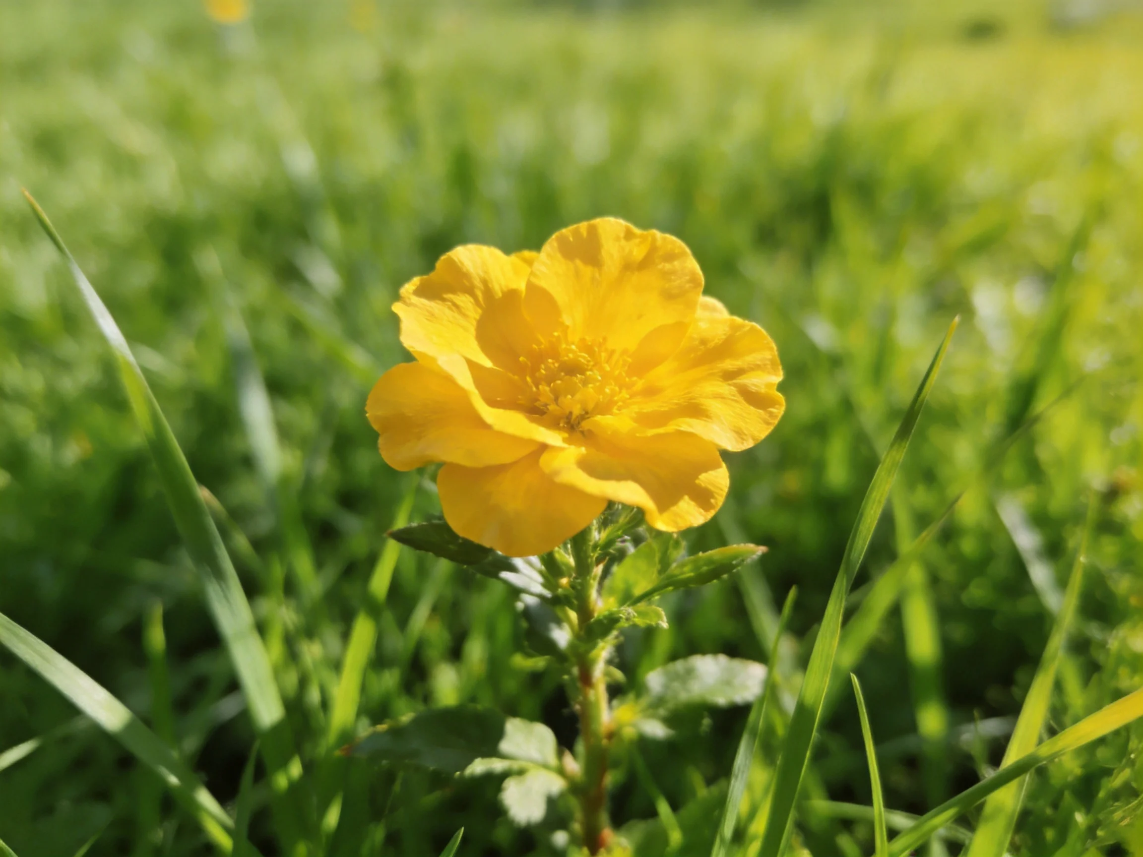 A vibrant yellow flower stands alone among lush green grass